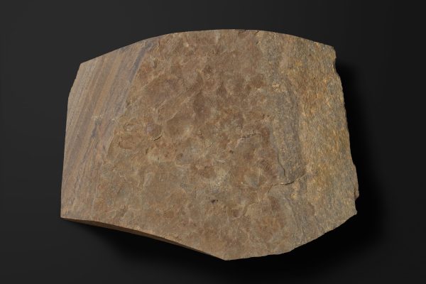 二枚貝　レプトコンドリア？ ハタイイ画像