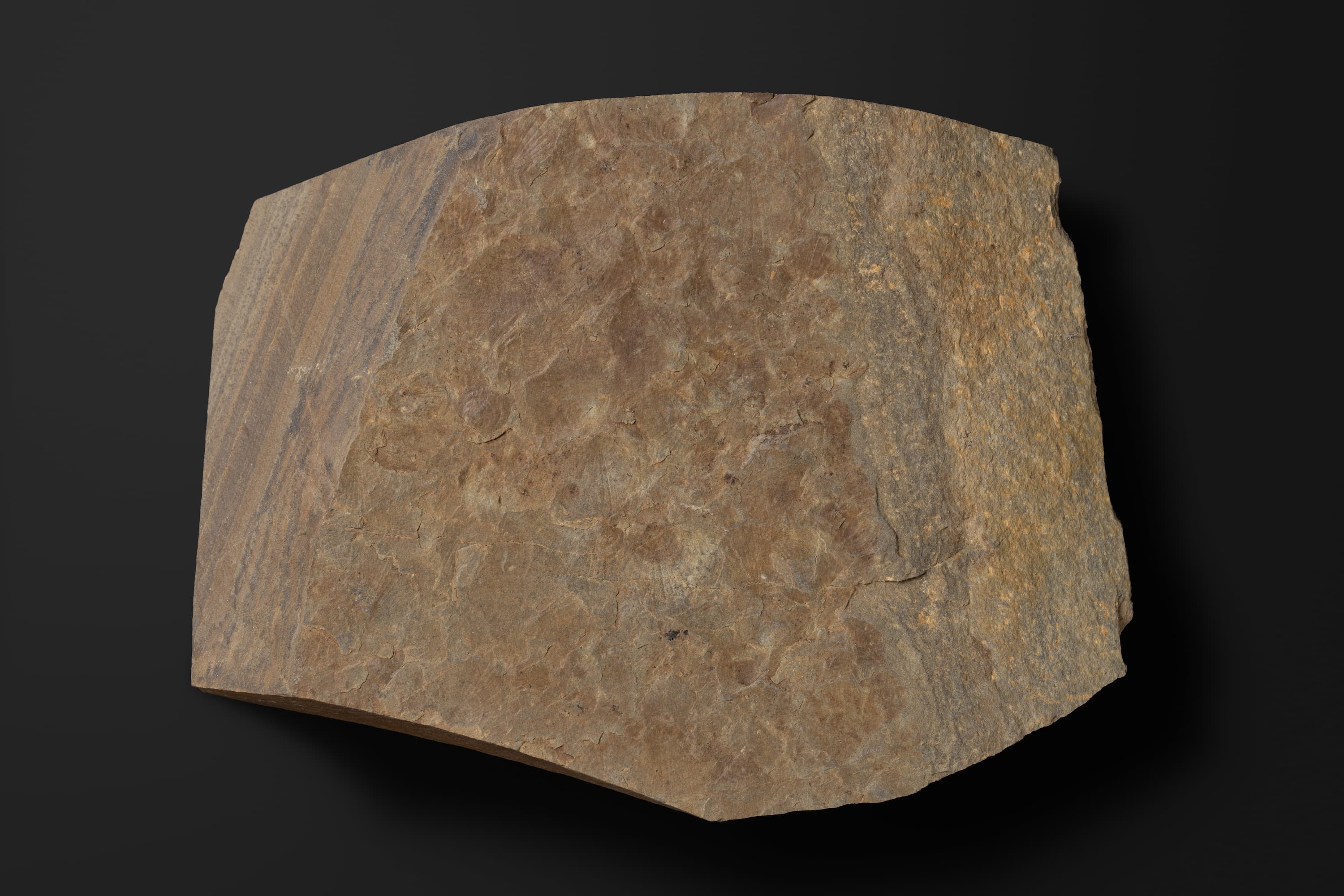 二枚貝　レプトコンドリア？ ハタイイ1