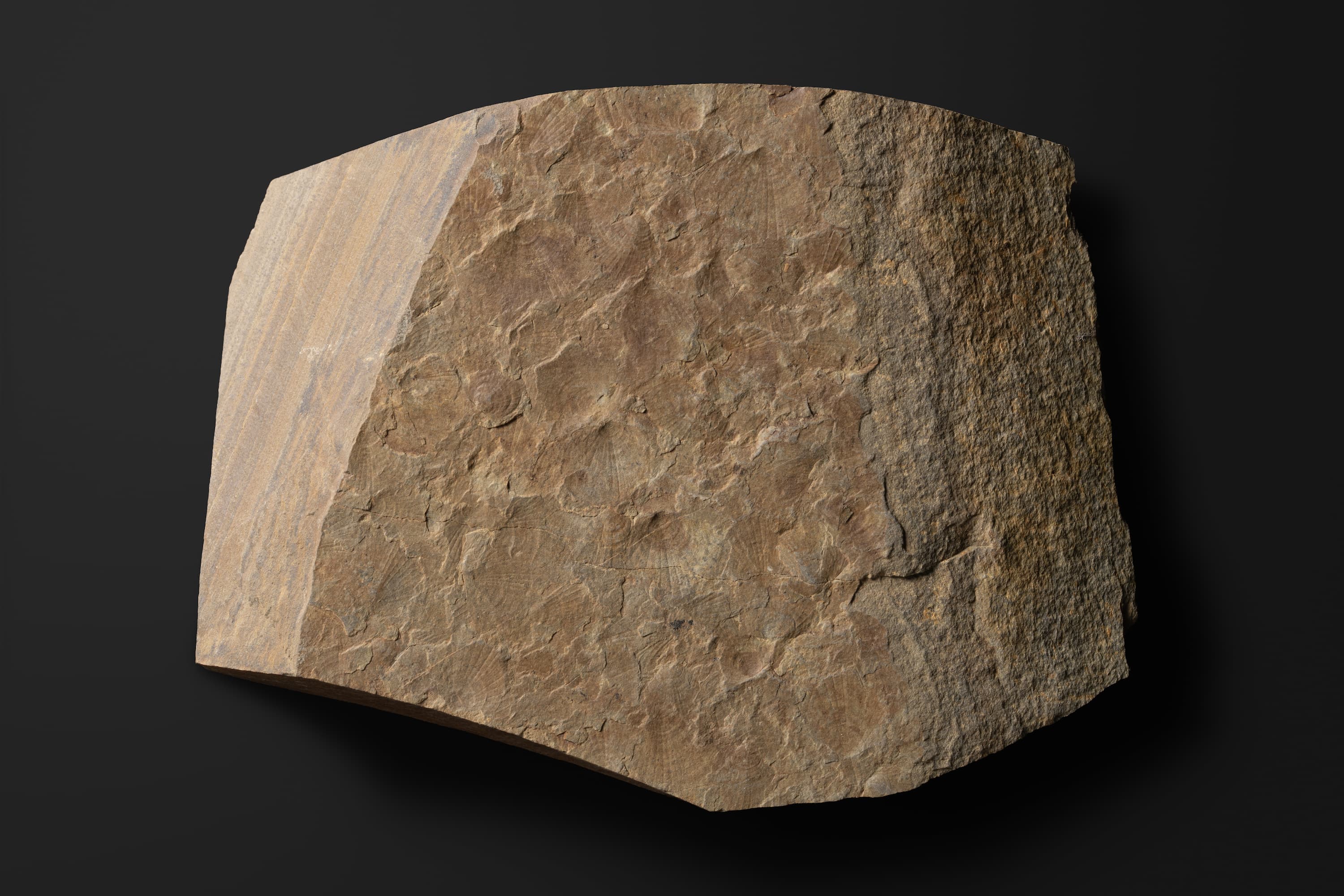 二枚貝　レプトコンドリア？ ハタイイ2