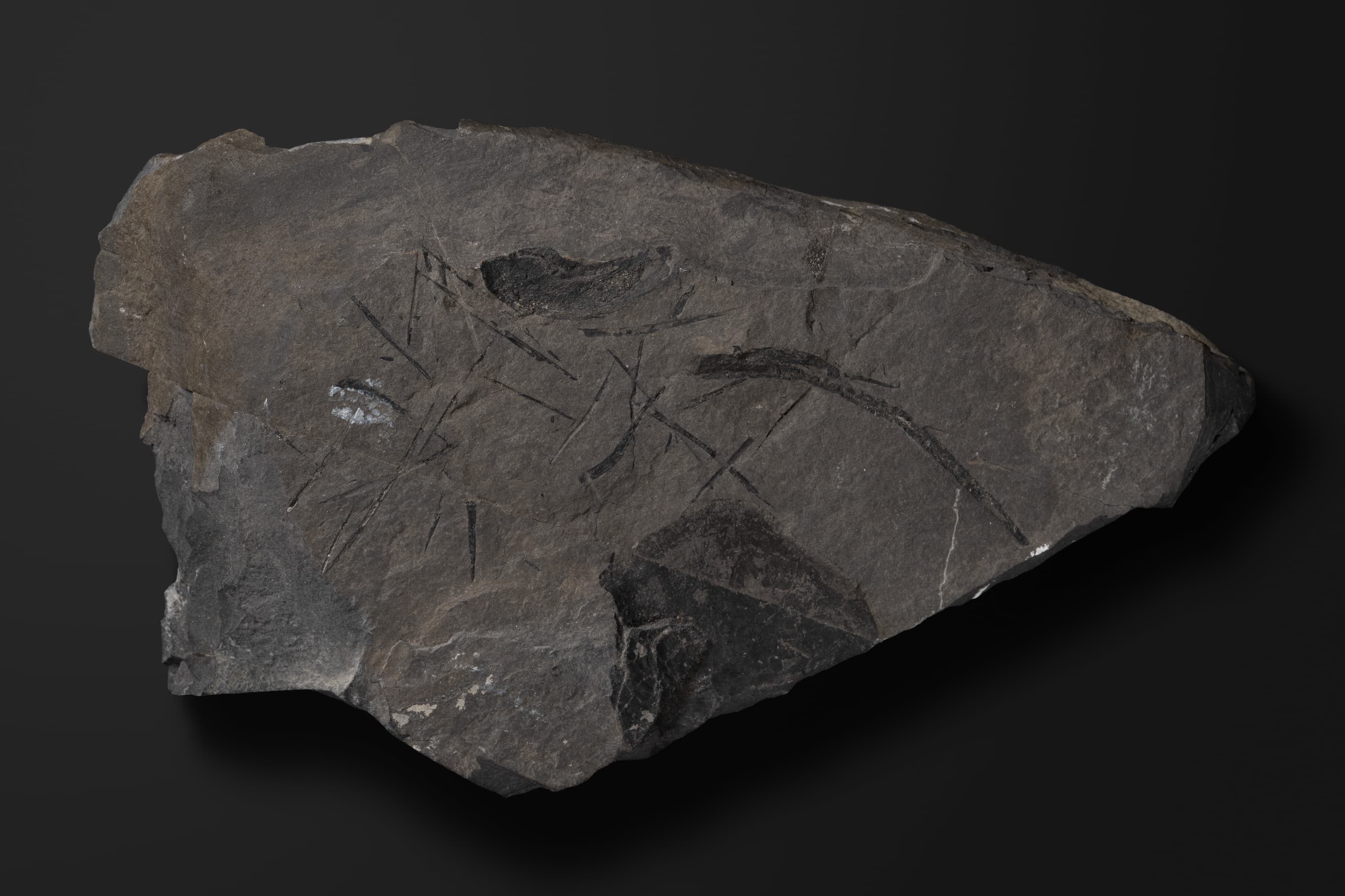 は虫類　クダノハマギョリュウの一部？1