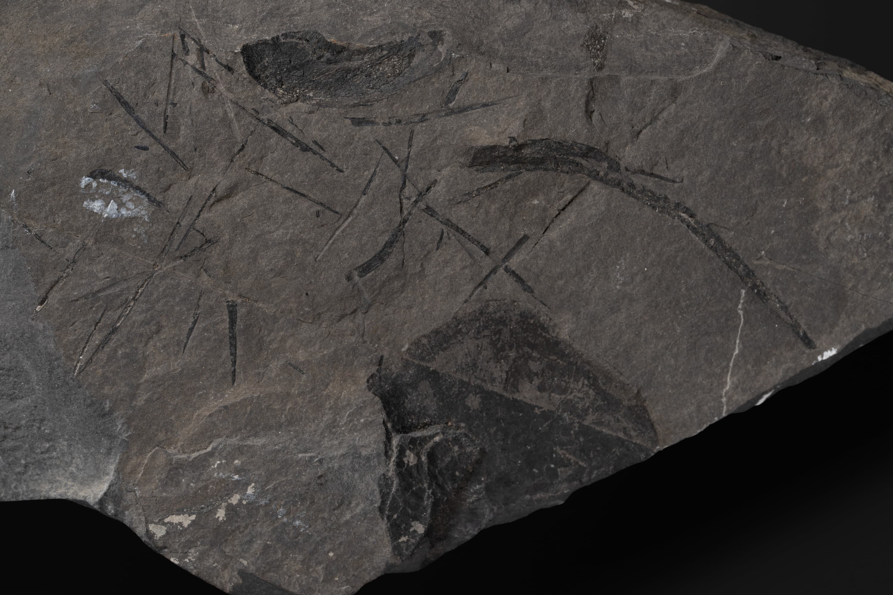 は虫類　クダノハマギョリュウの一部？2