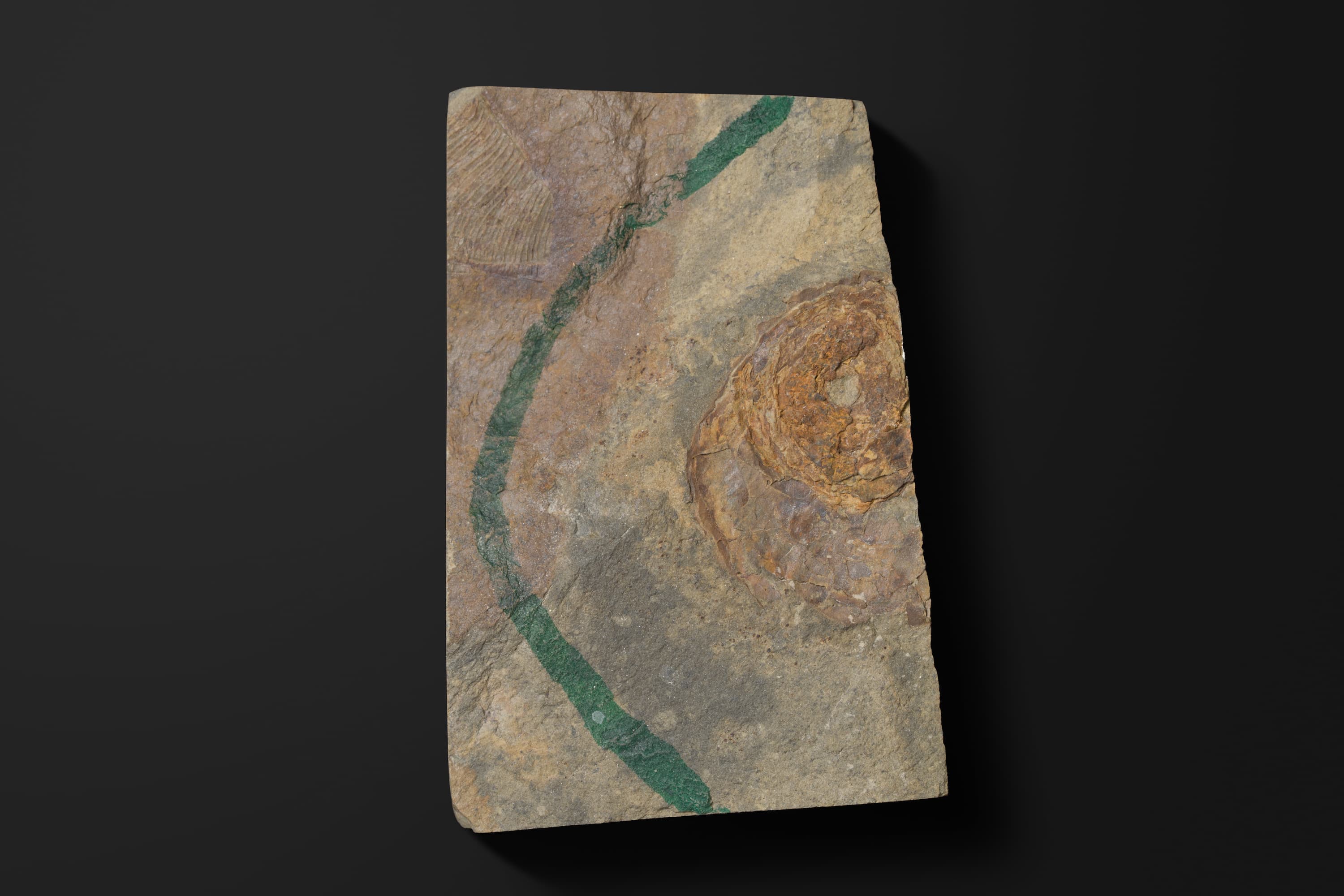 アンモノイド　プロカルニテスの一種1