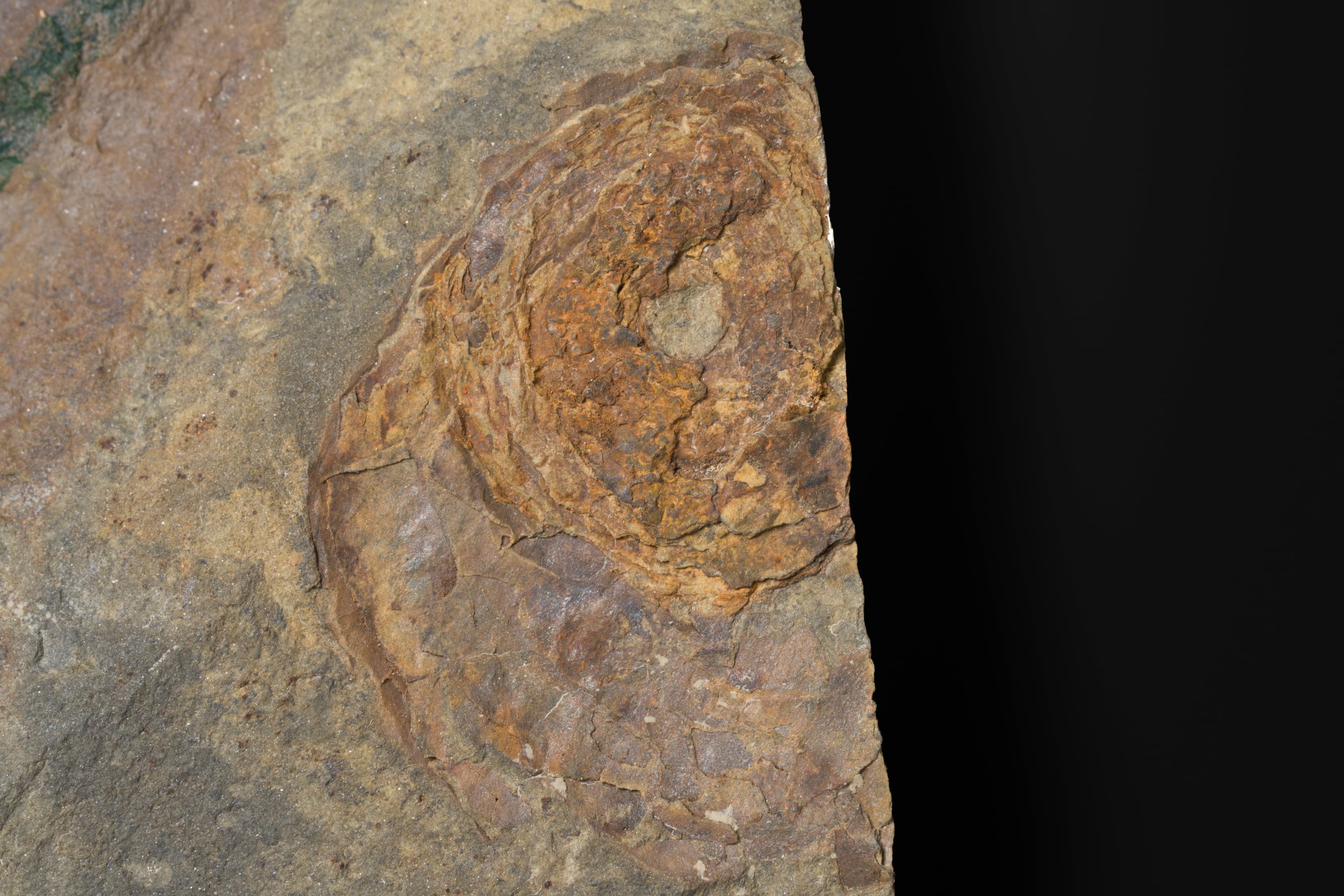 アンモノイド　プロカルニテスの一種2