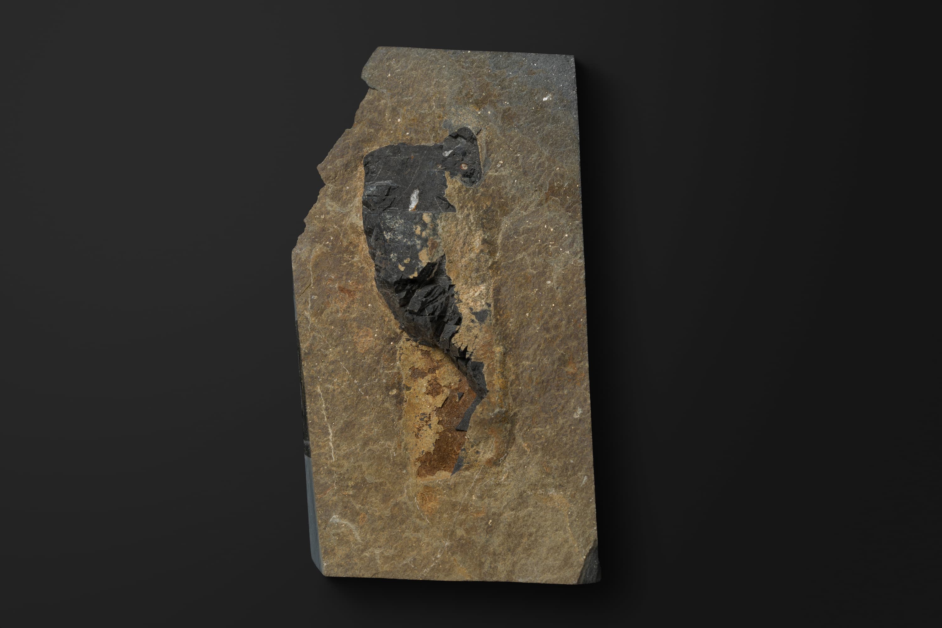 ふん化石（コプロライト）1