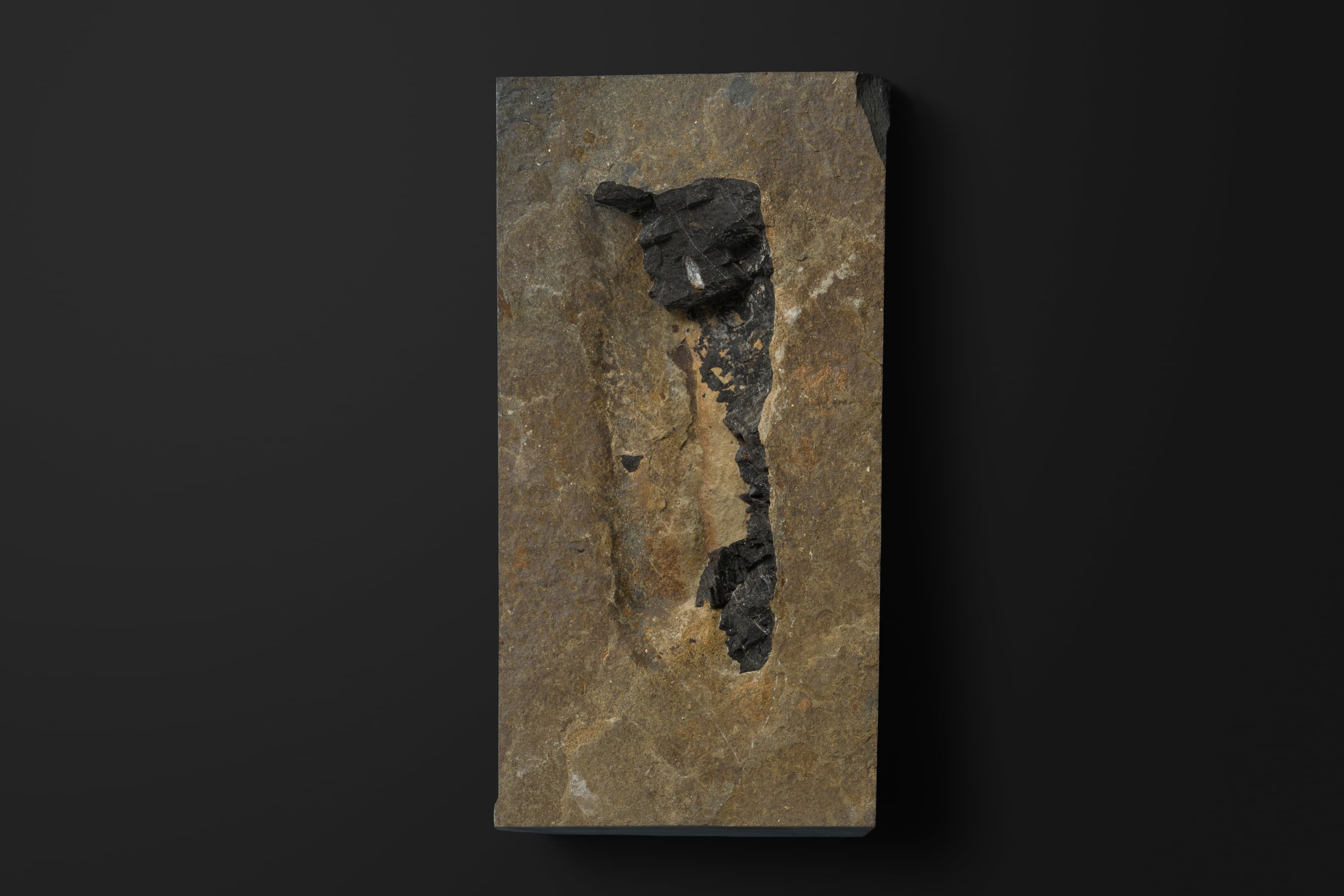 ふん化石（コプロライト）2