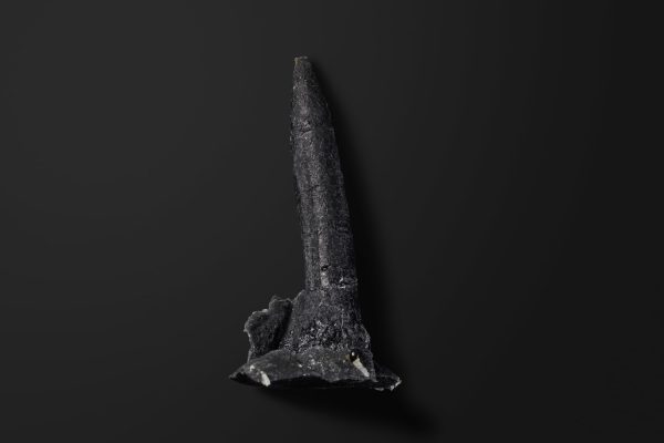 ベレムナイト　トウホクベルス タカイズミイ（複製）画像