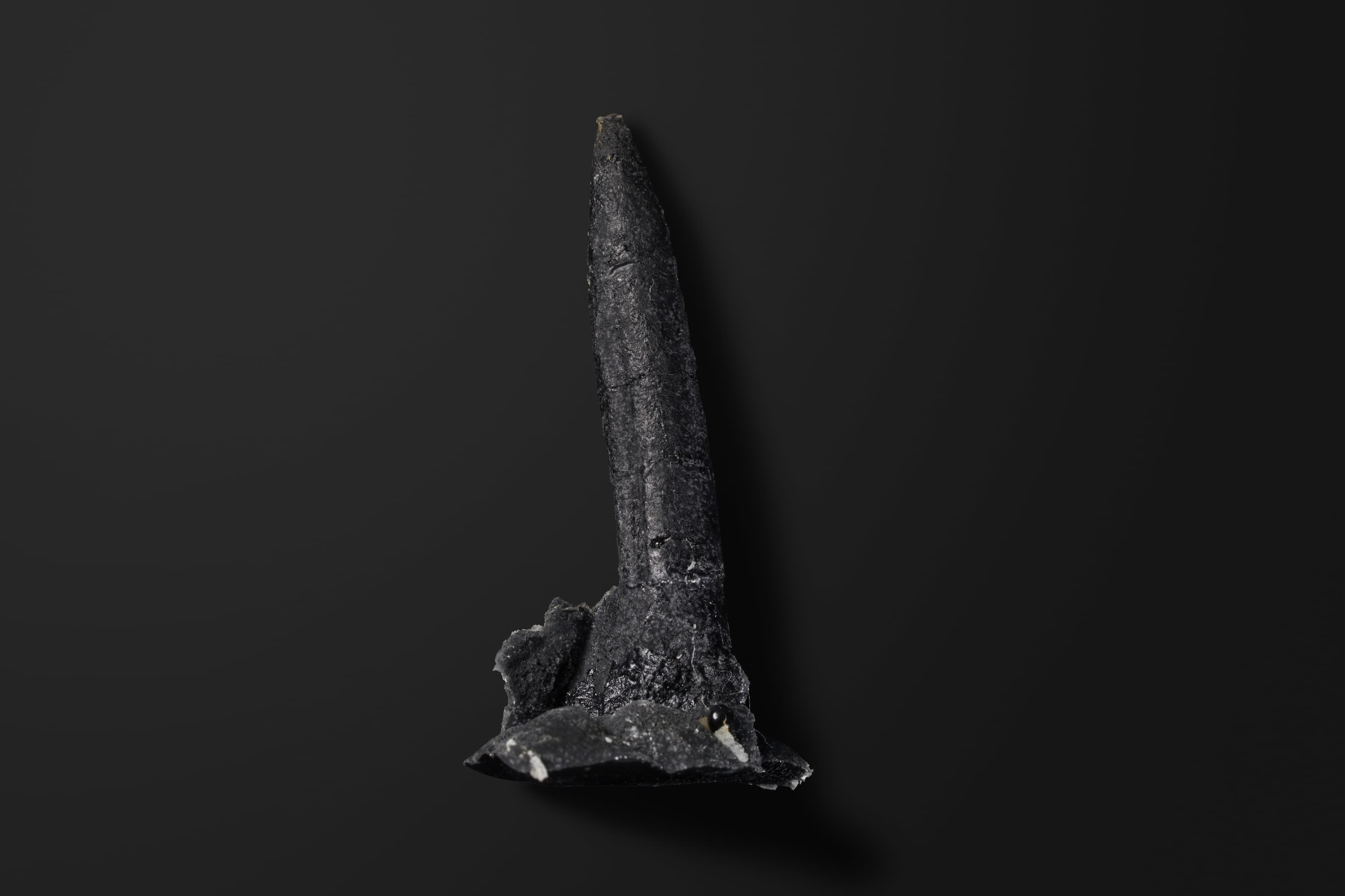 ベレムナイト　トウホクベルス タカイズミイ（複製）1