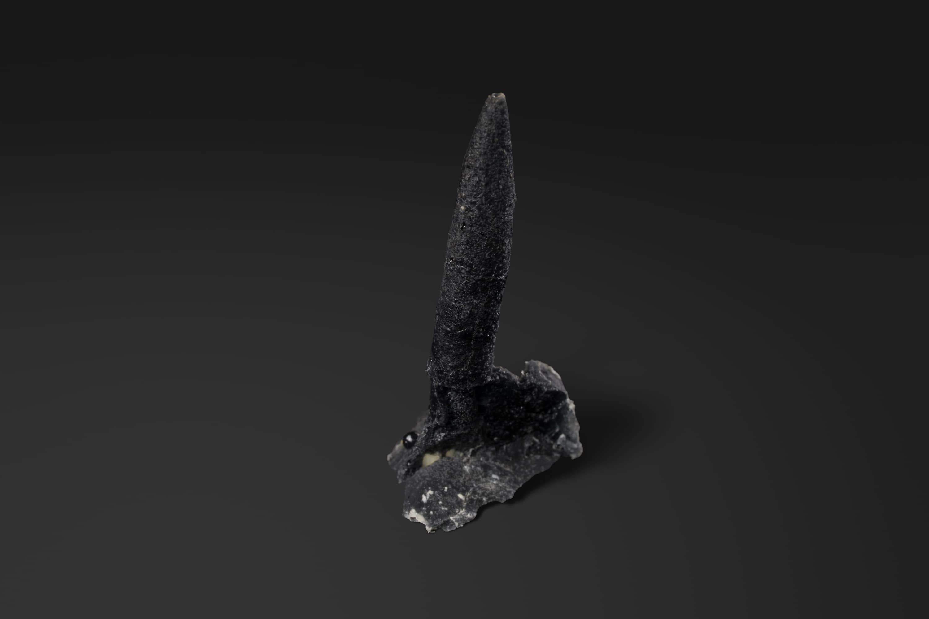 ベレムナイト　トウホクベルス タカイズミイ（複製）2