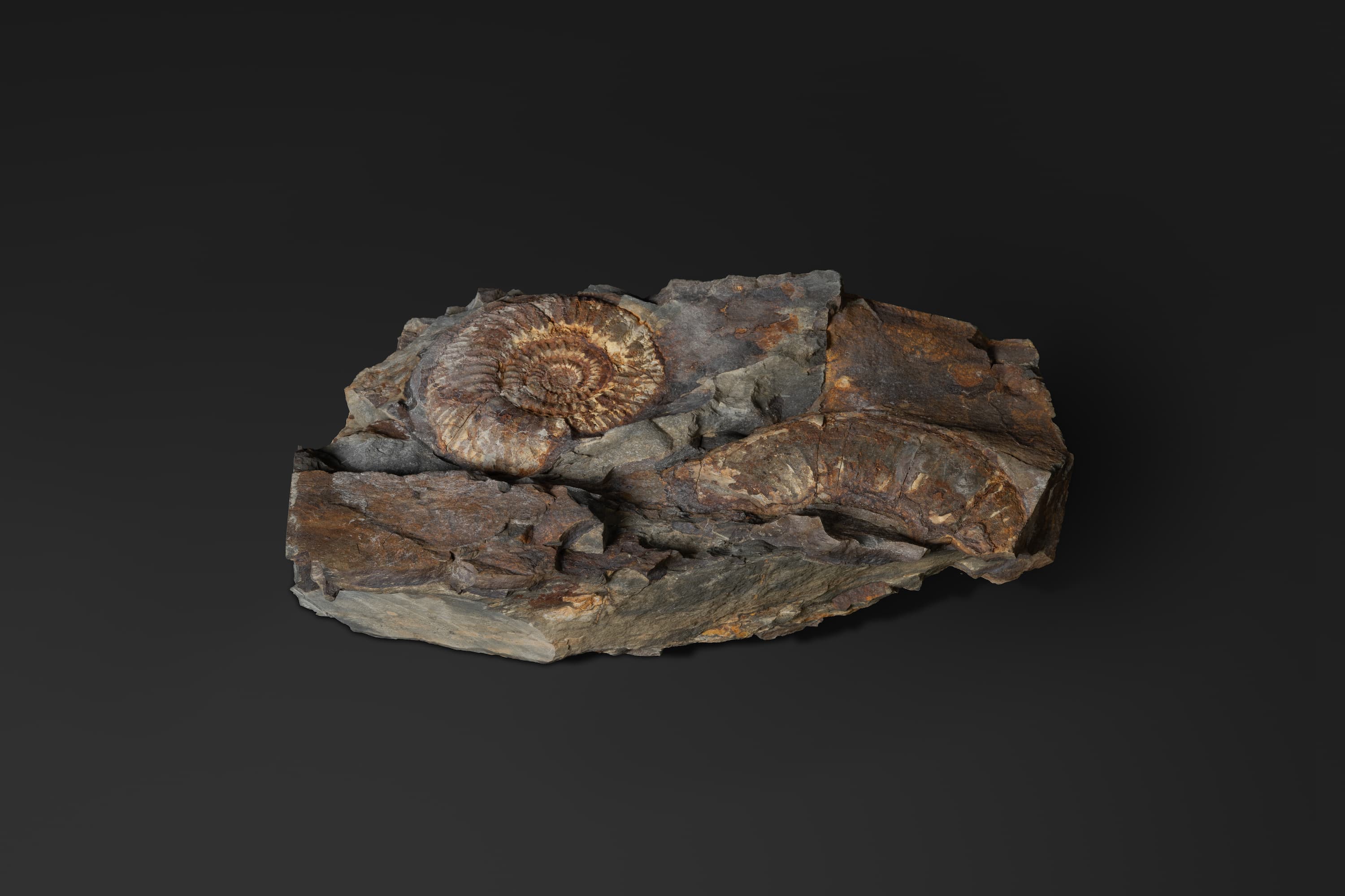 アンモノイド　レプトスフィンクテスの一種1