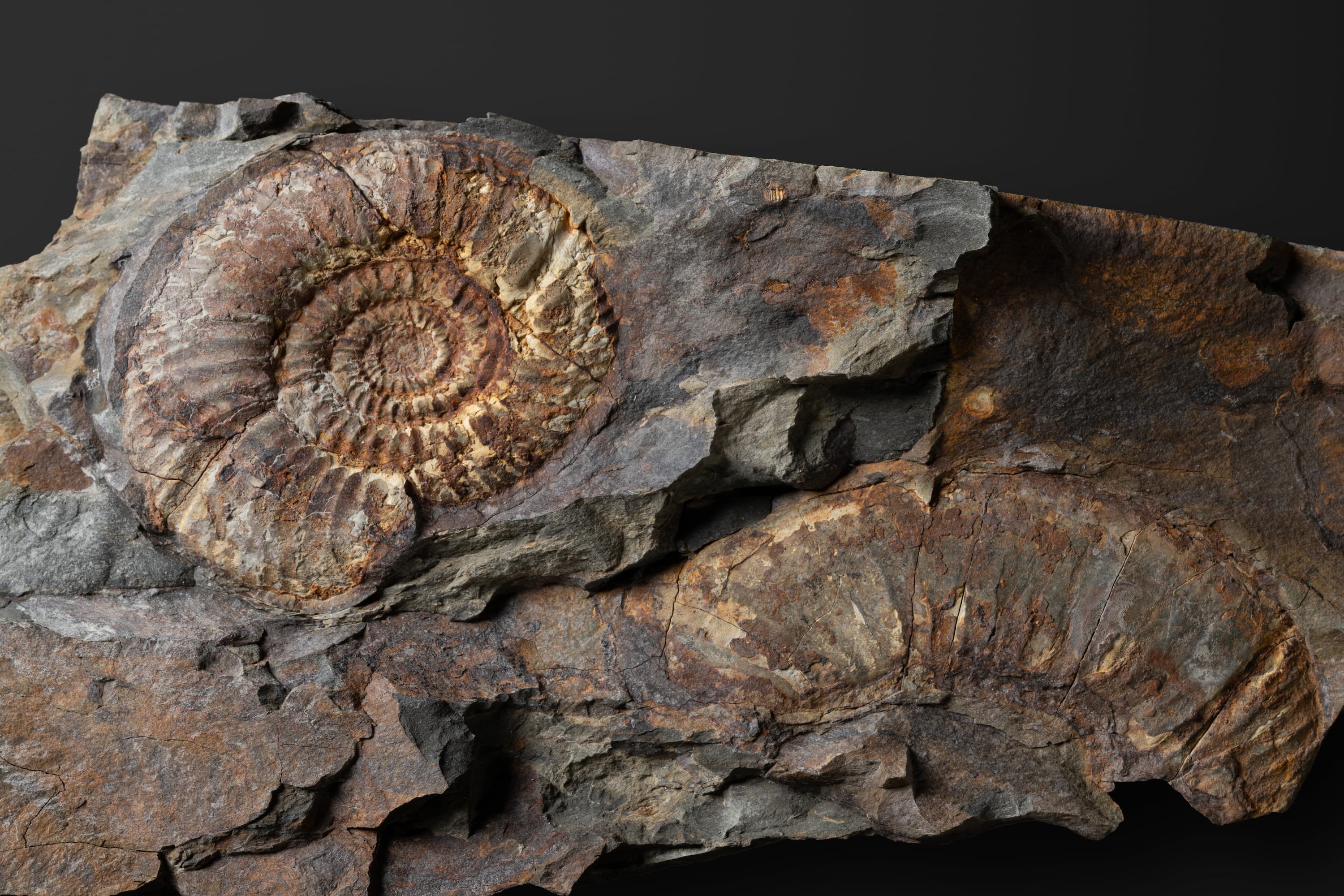 アンモノイド　レプトスフィンクテスの一種2