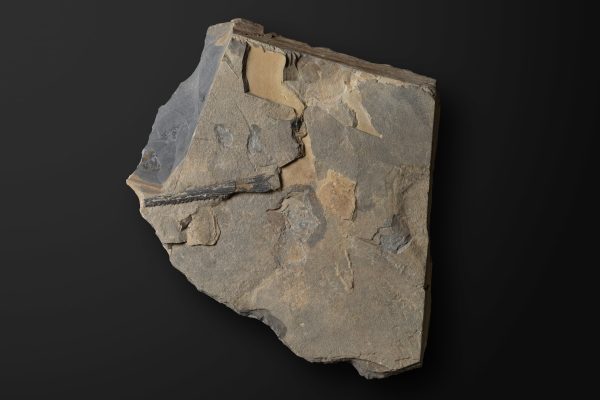 は虫類　ウタツギョリュウ画像