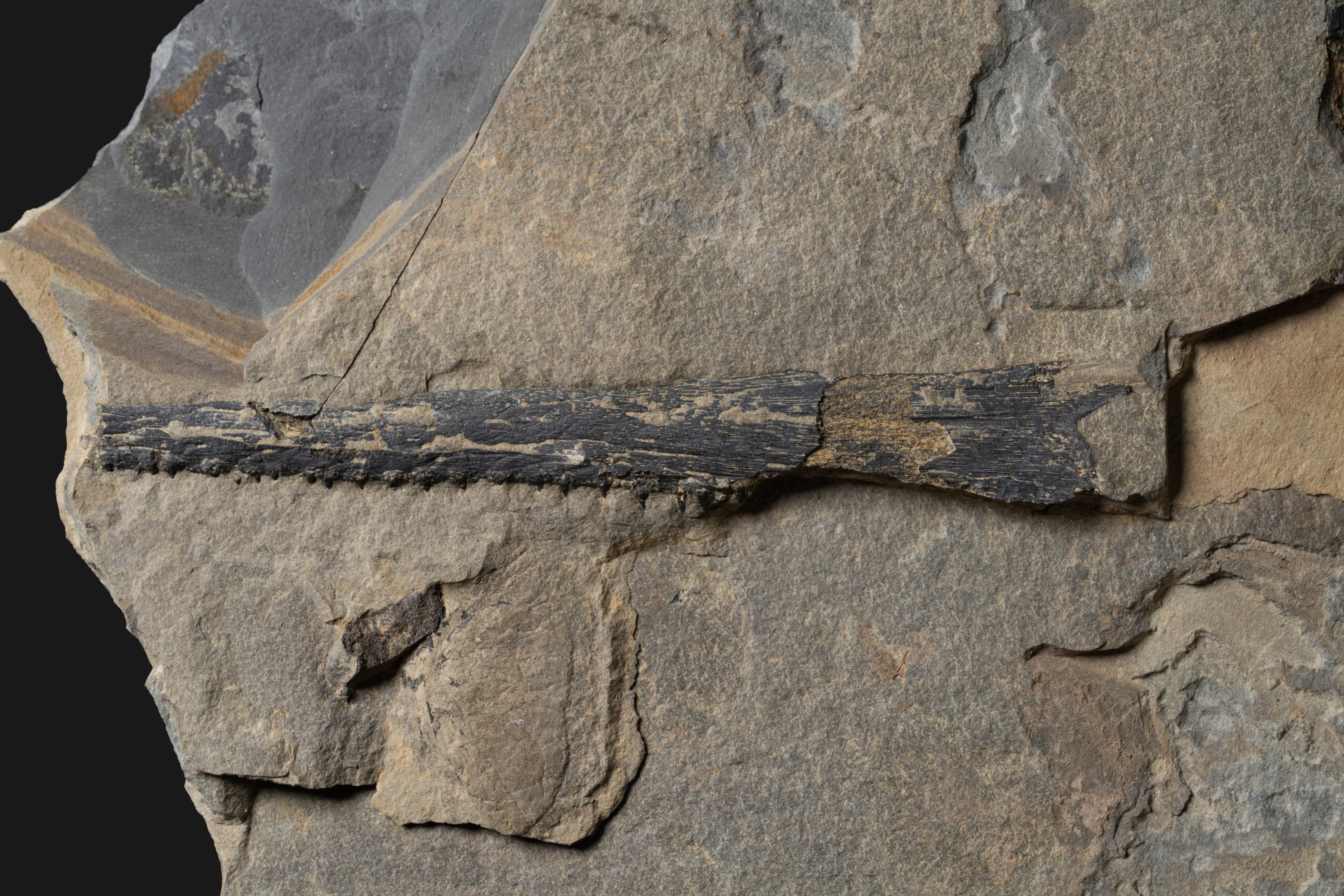 は虫類　ウタツギョリュウ2