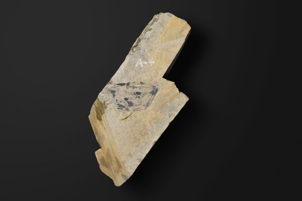 嚢頭類　アンキトカゾカリス バンドイ画像