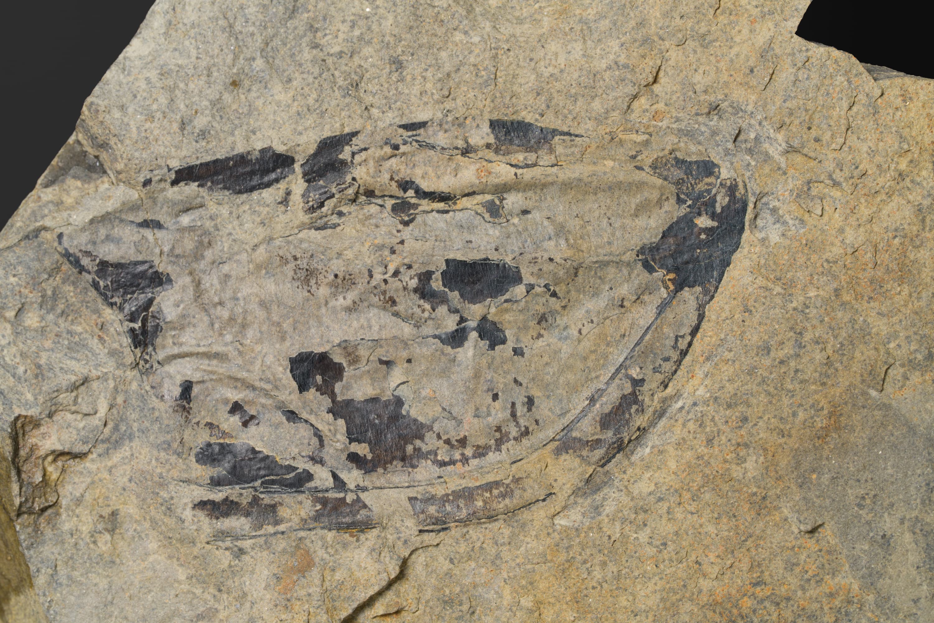 嚢頭類　アンキトカゾカリス バンドイ2