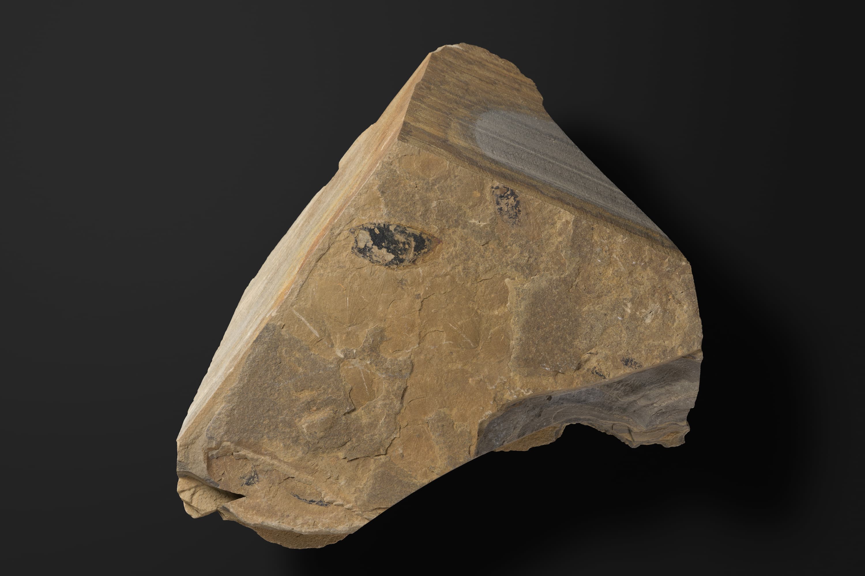 嚢頭類　アンキトカゾカリス タテンシス1