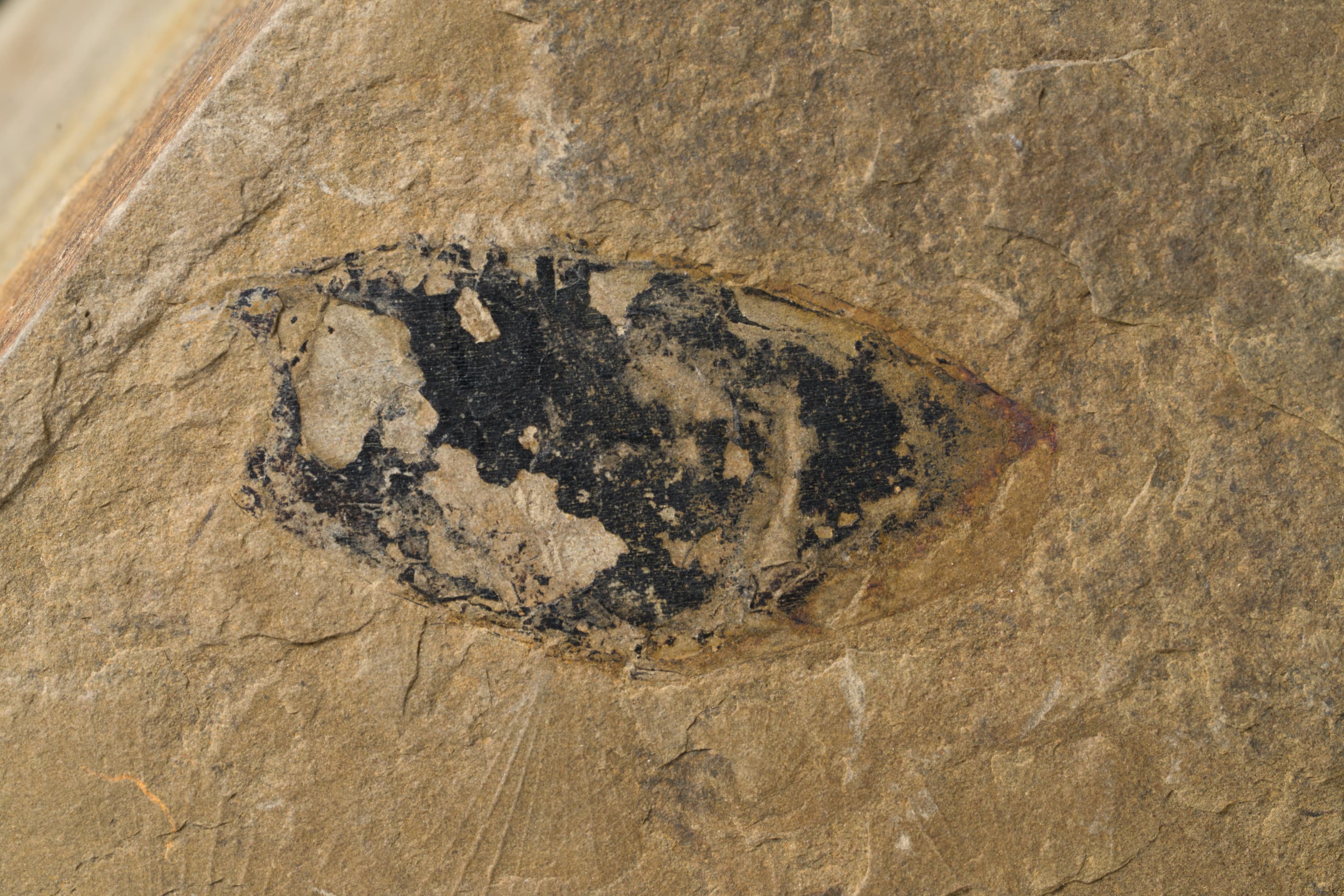 嚢頭類　アンキトカゾカリス タテンシス2