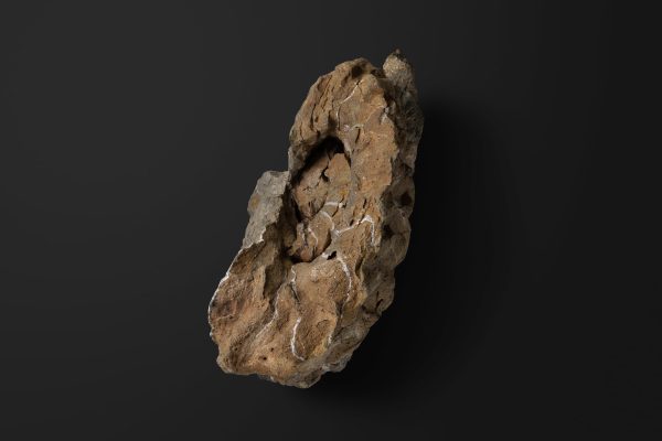 オウムガイ類　タイノセラス キタカミエンセ画像