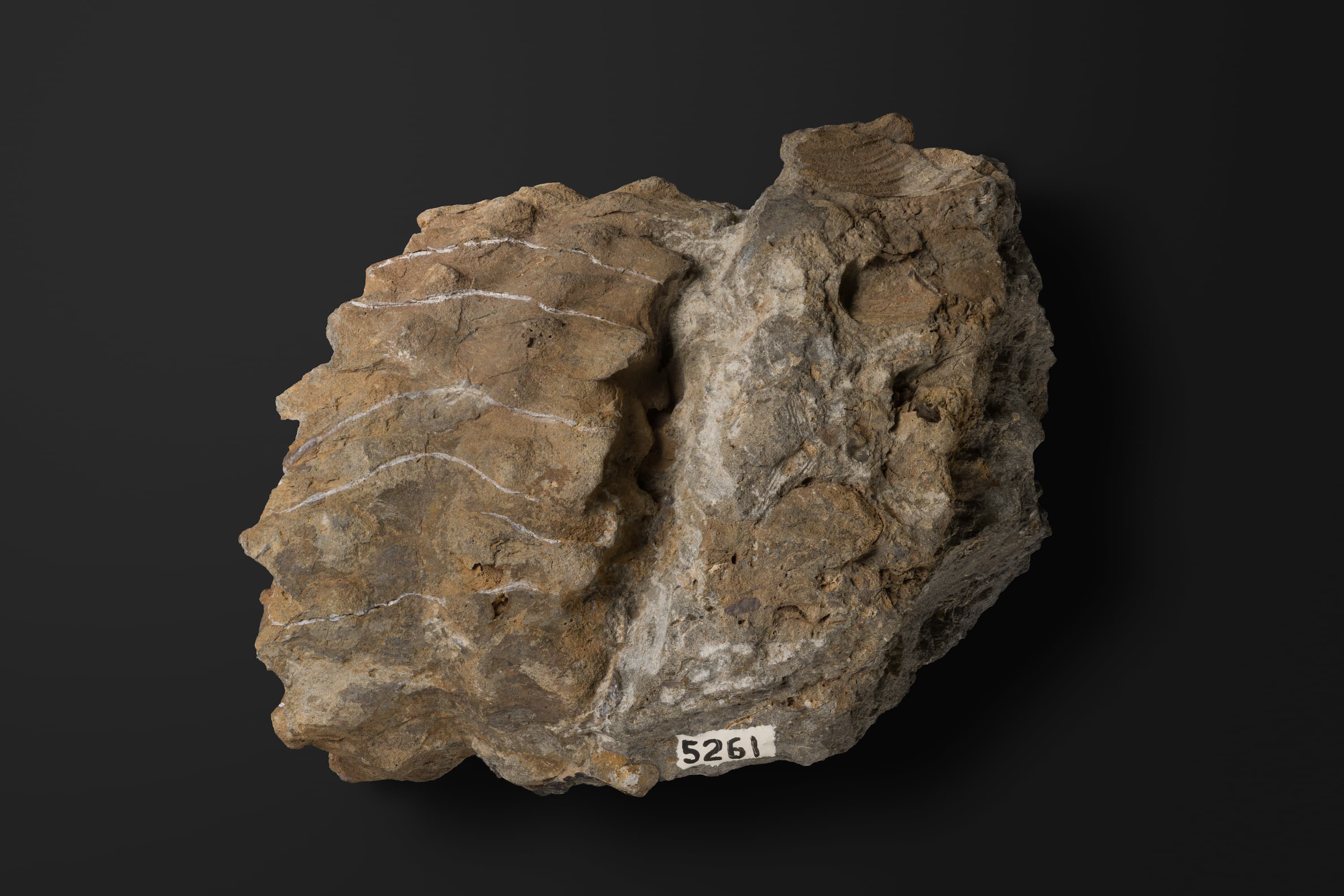 オウムガイ類　タイノセラス キタカミエンセ2