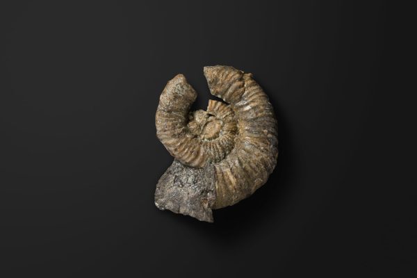 アンモナイト　ミヤコセラス タノハテンセ画像