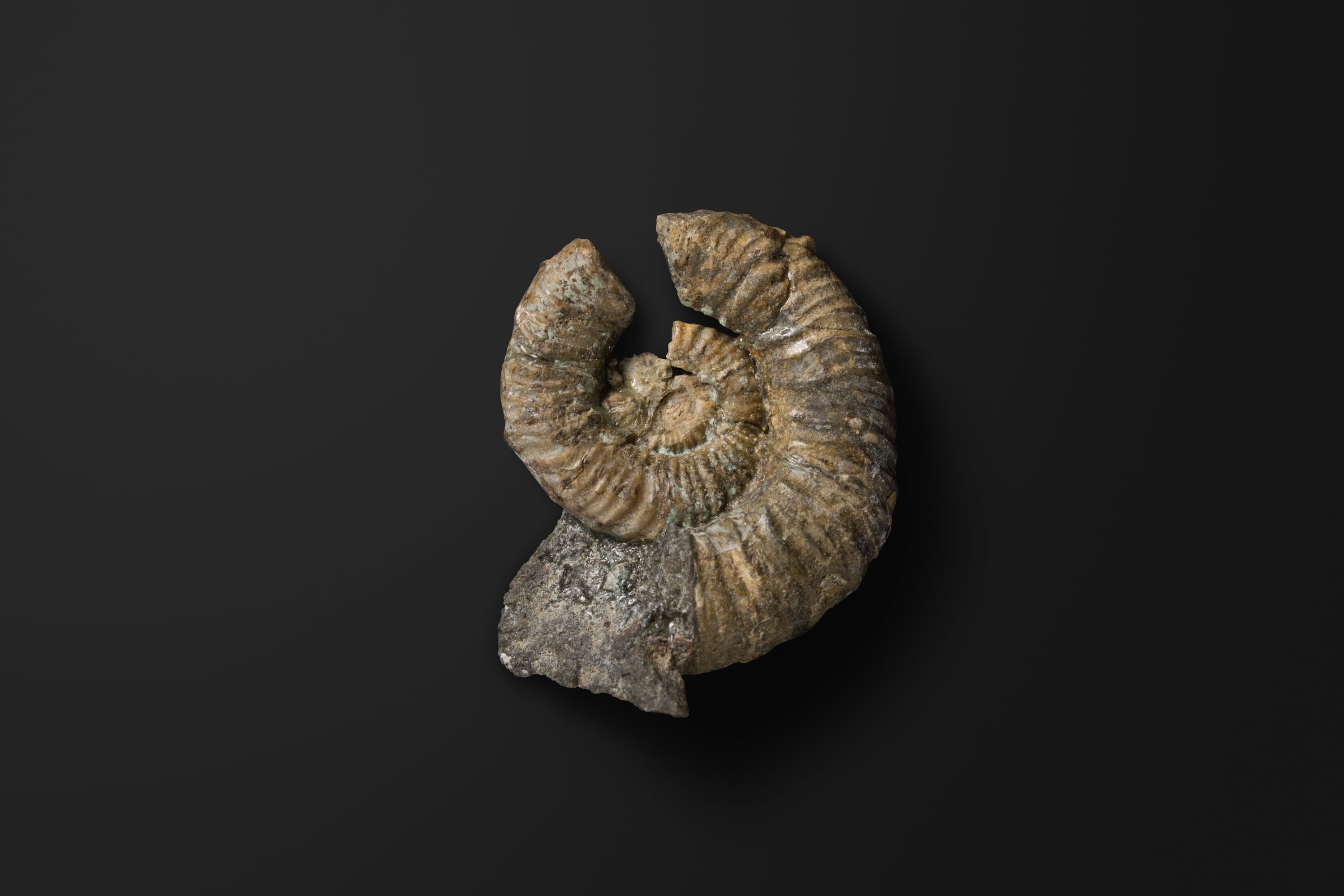 アンモナイト　ミヤコセラス タノハテンセ1