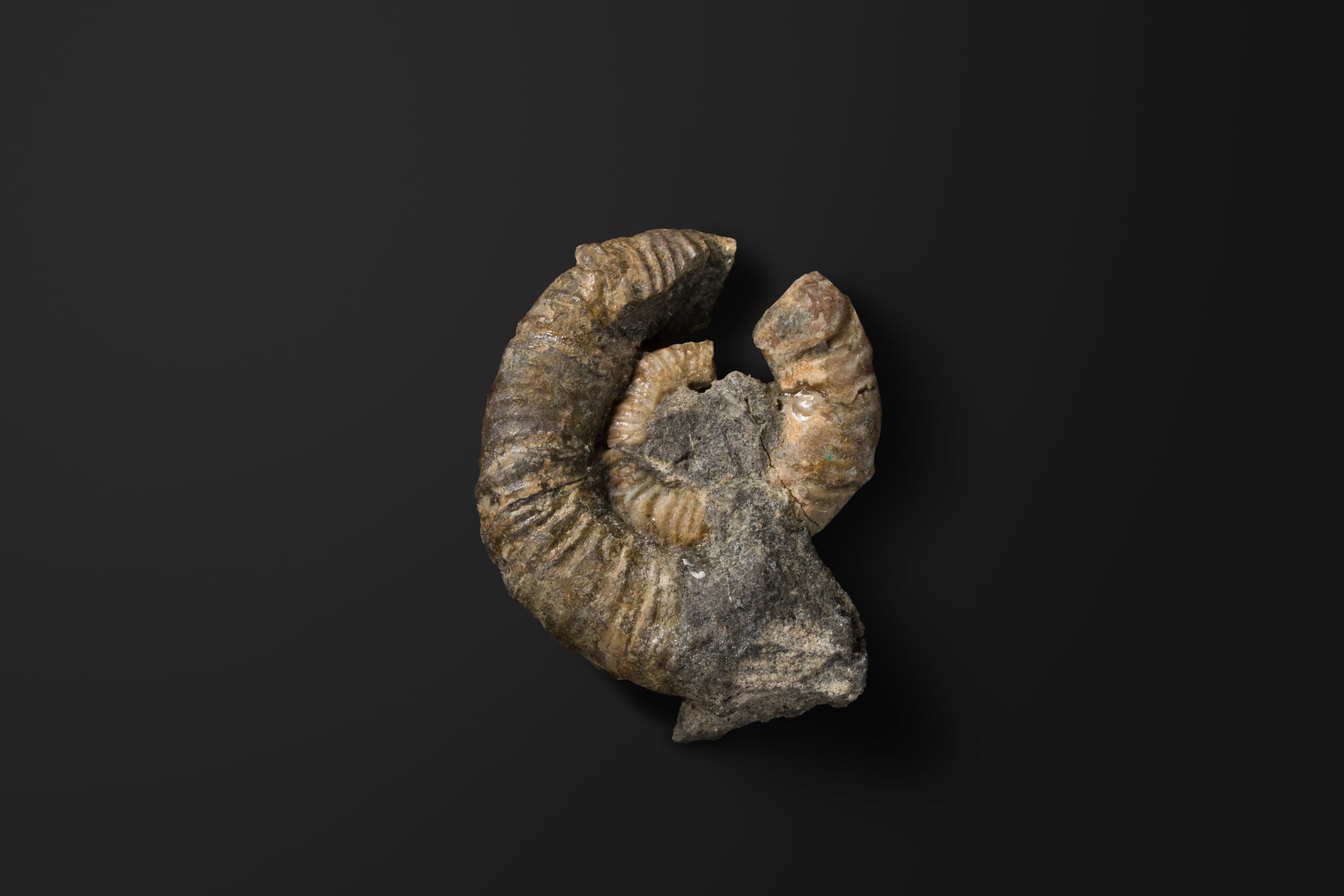 アンモナイト　ミヤコセラス タノハテンセ2