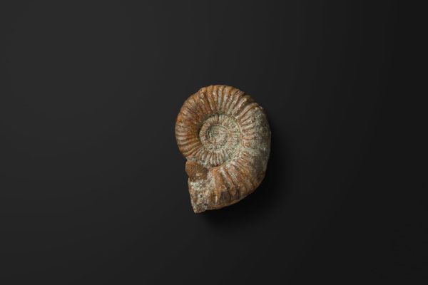 アンモナイト　ミヤコセラス ハヤミイ画像