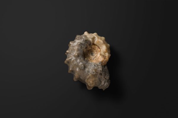 アンモナイト　エオドウヴィレイセラス マツモトイ画像