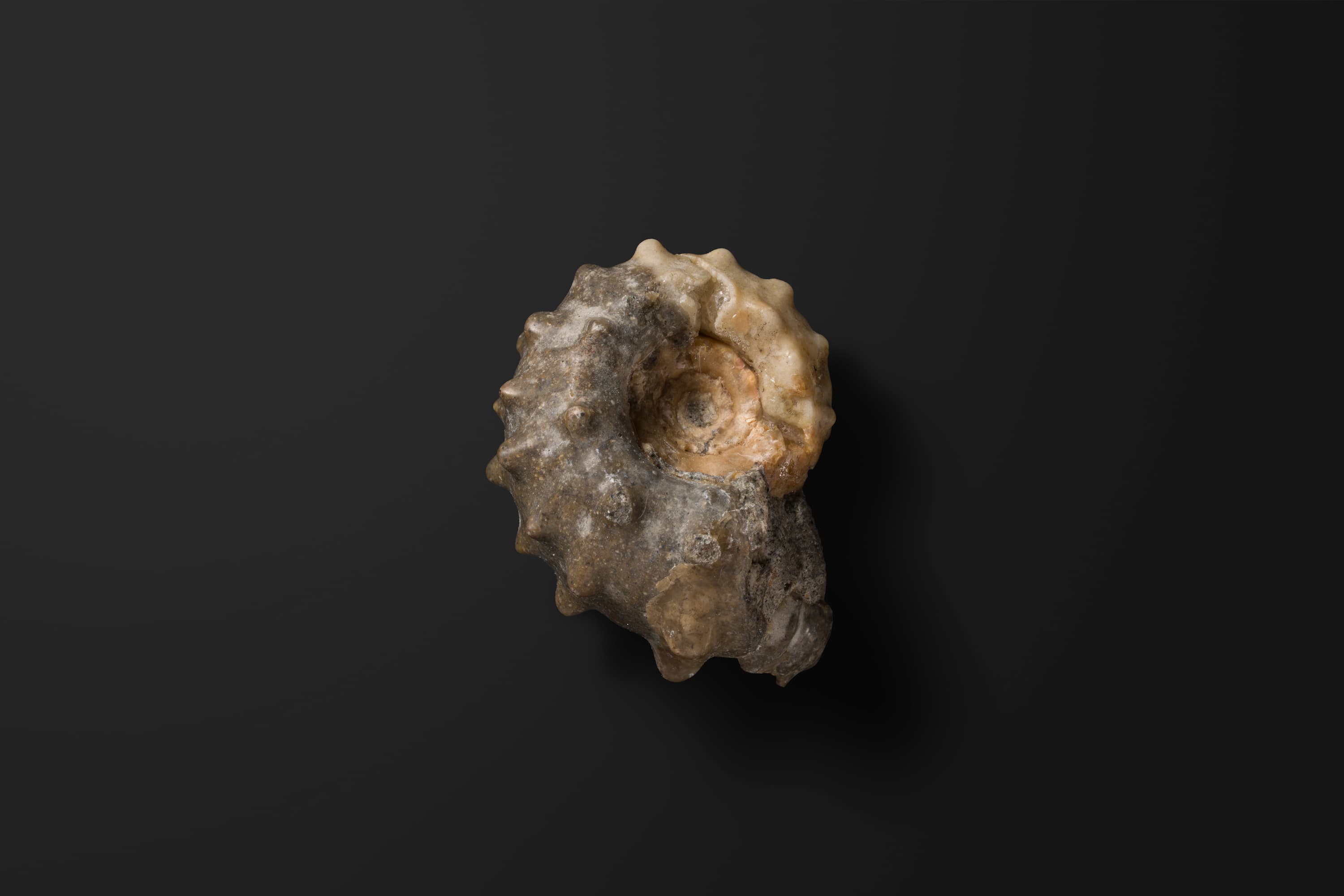 アンモナイト　エオドウヴィレイセラス マツモトイ1