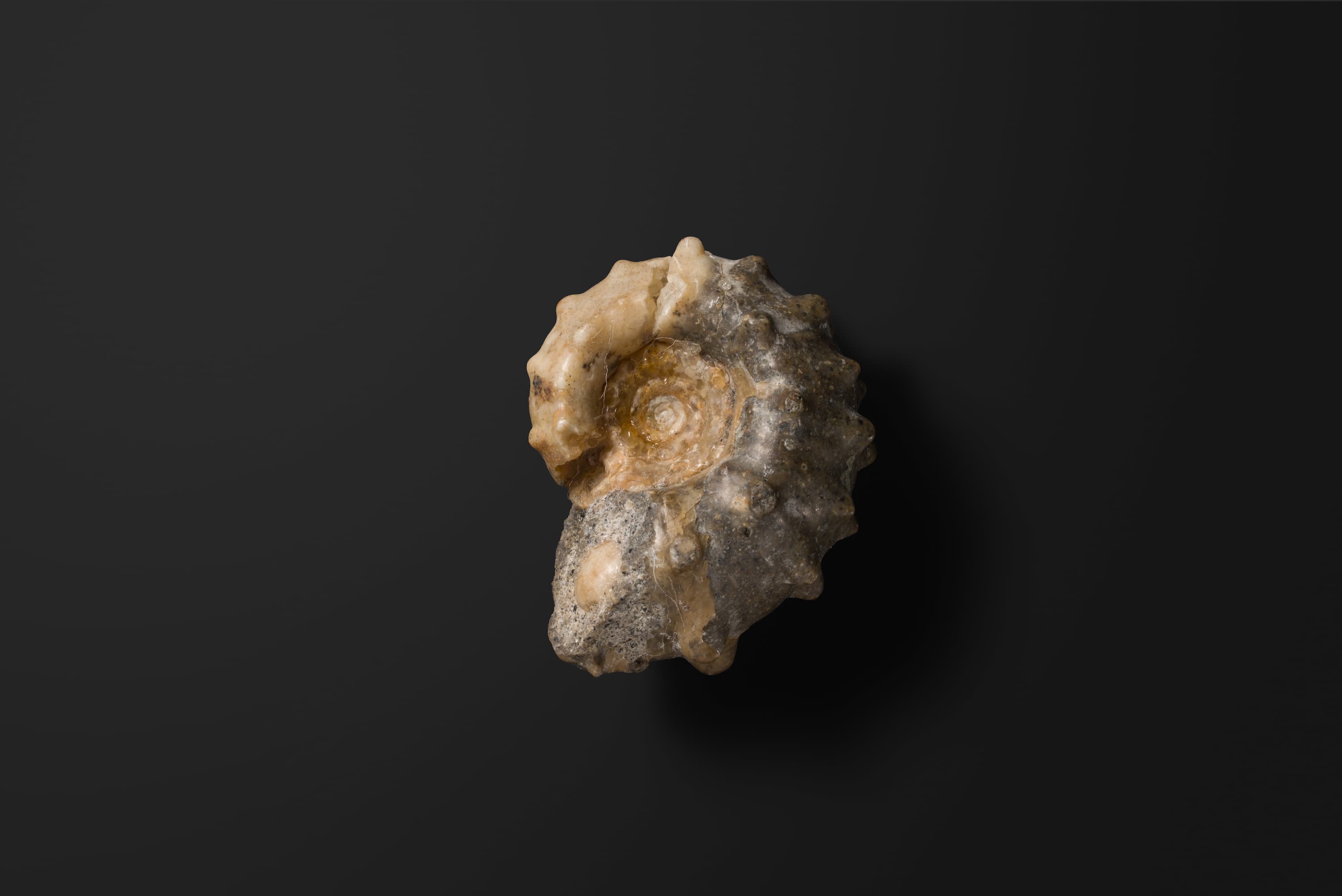 アンモナイト　エオドウヴィレイセラス マツモトイ2