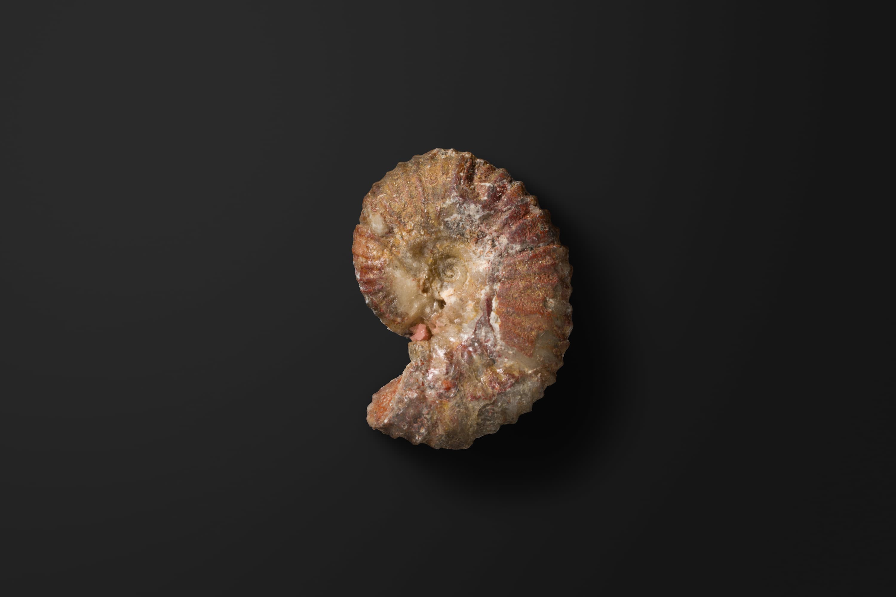 アンモナイト　シュードレイメリエラ ハタイイ2