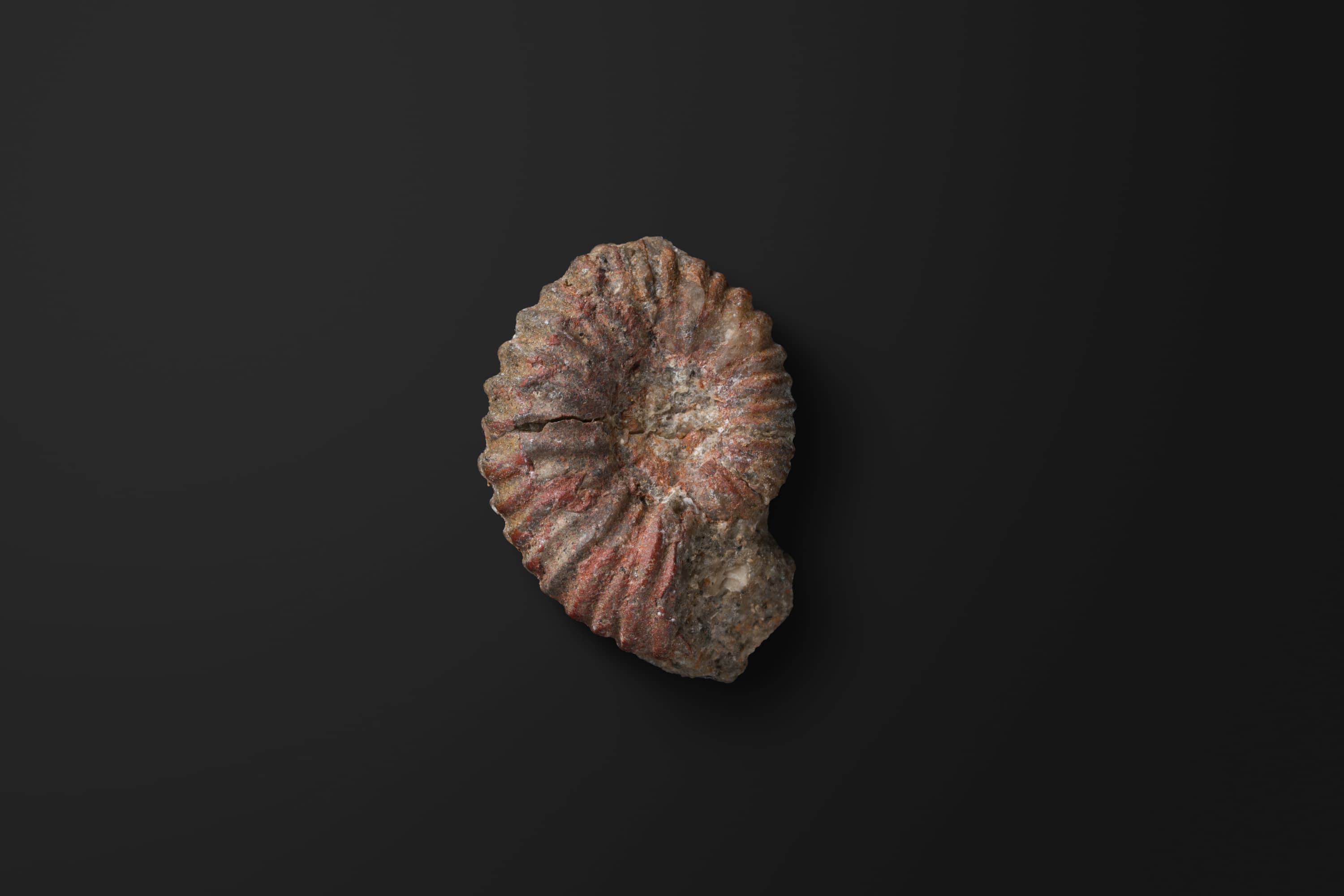 アンモナイト　シュードレイメリエラ ヒラナメンシス2