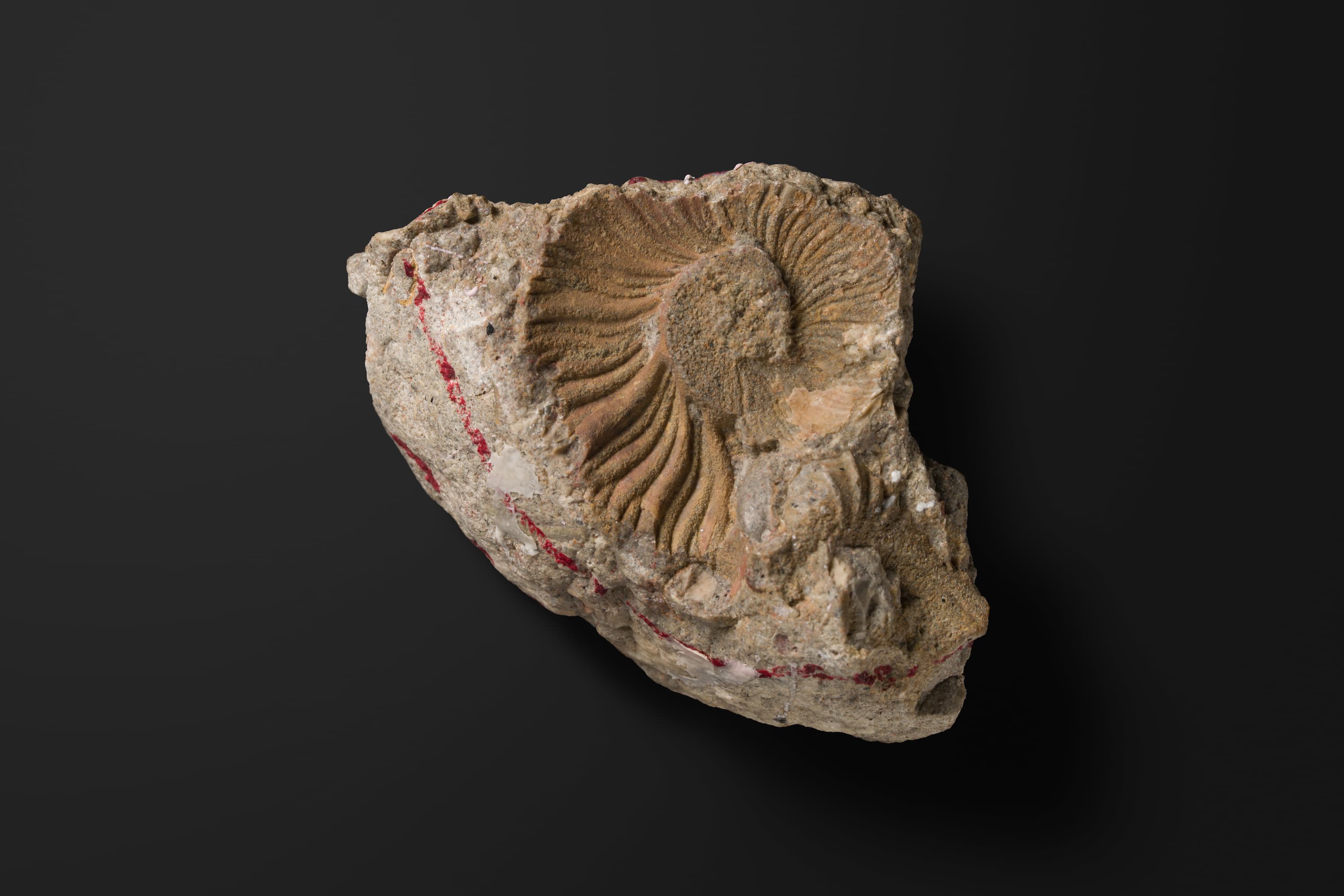 アンモナイト　マーシャリテス ミヤコエンシス1