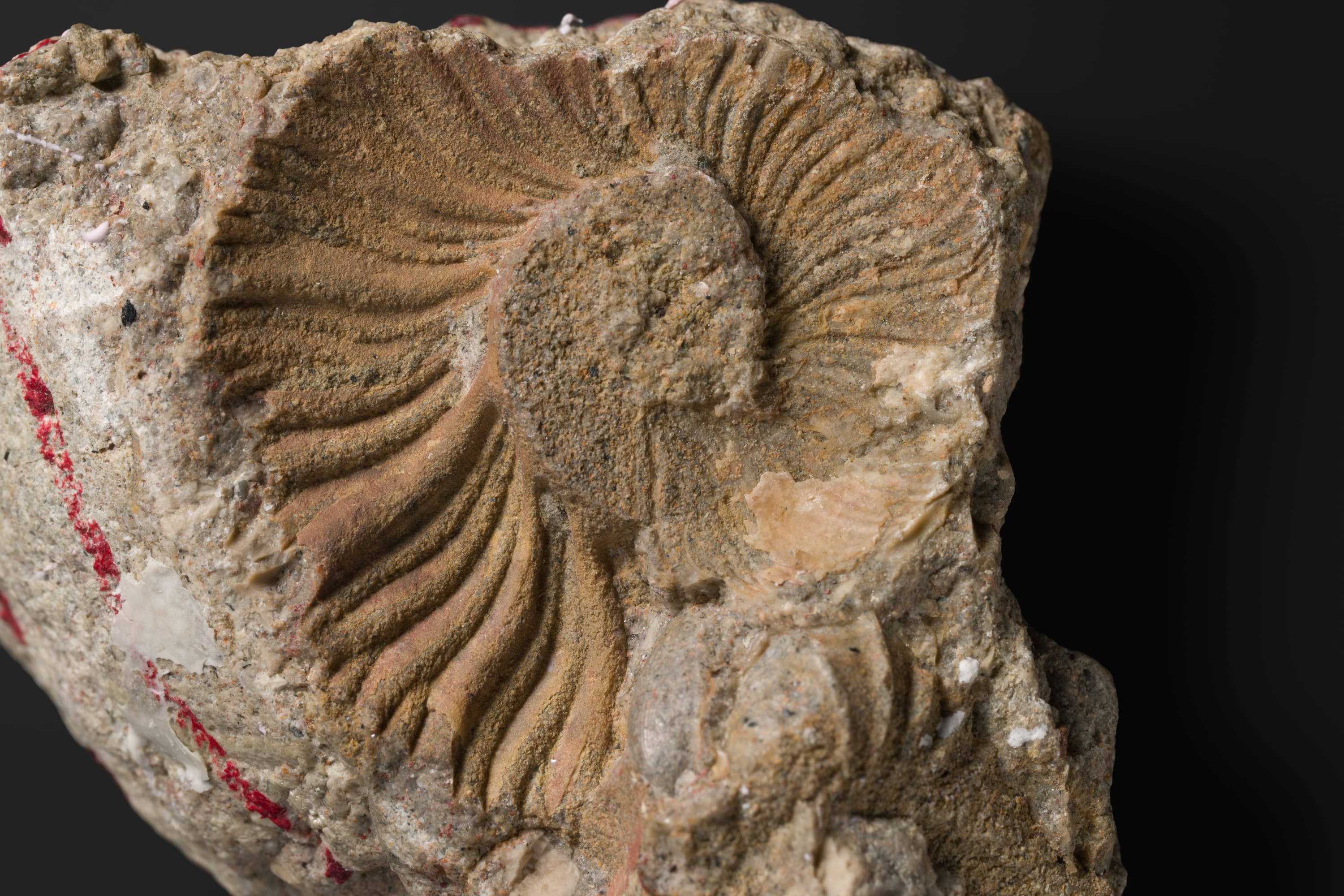 アンモナイト　マーシャリテス ミヤコエンシス2