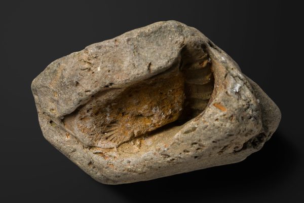 二枚貝　イソグロモン画像