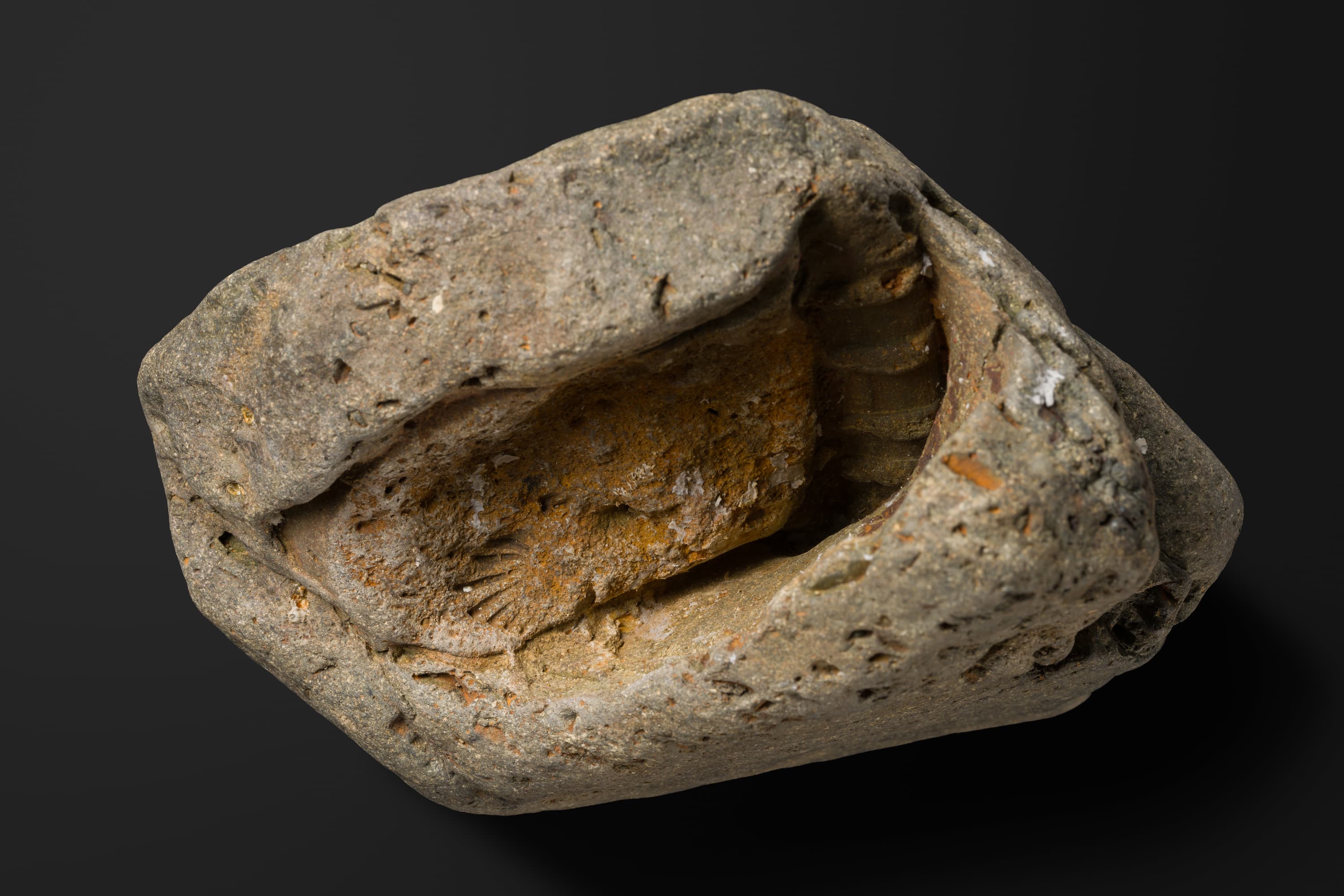 二枚貝　イソグロモン1