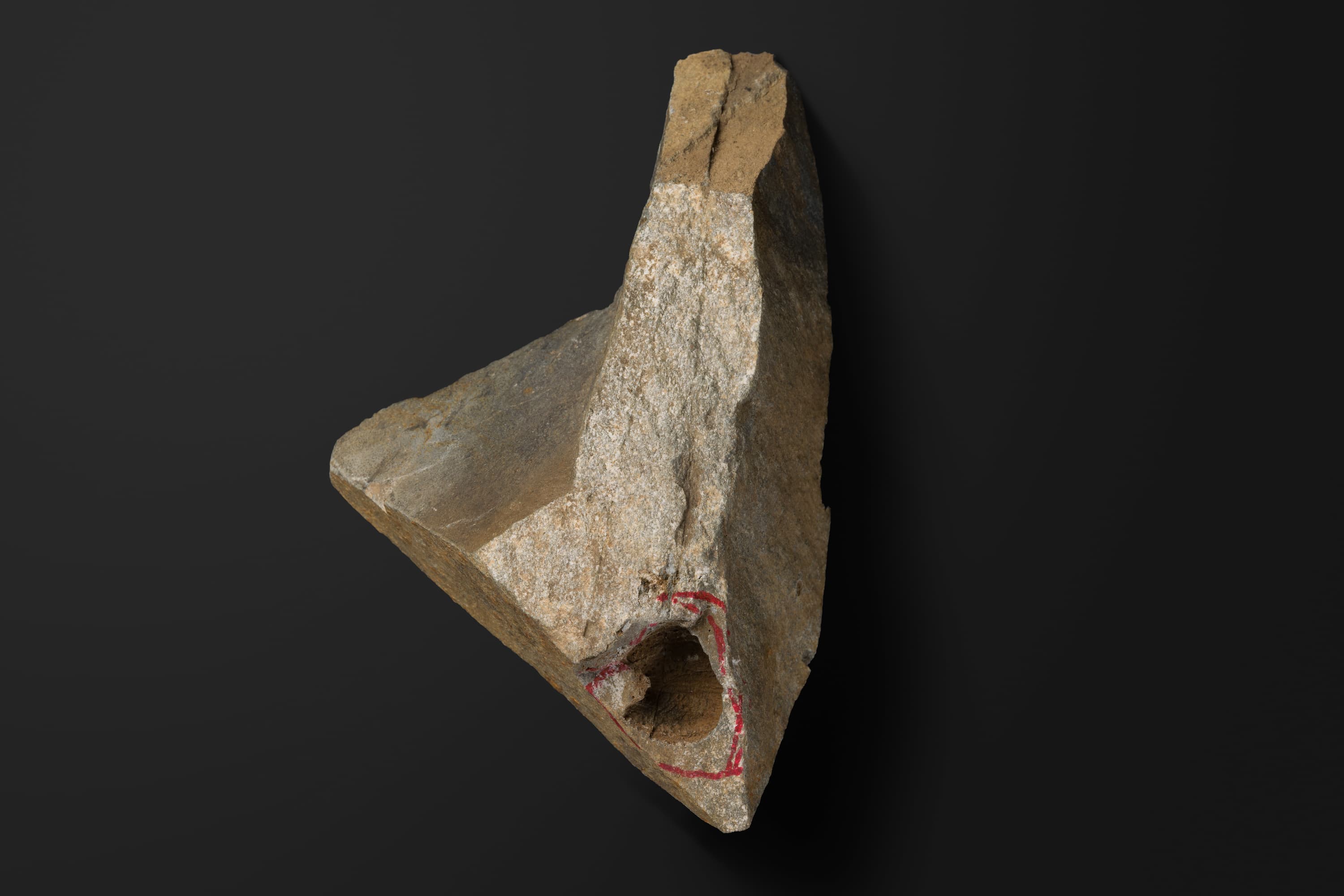 棘皮動物　ウミツボミ類1