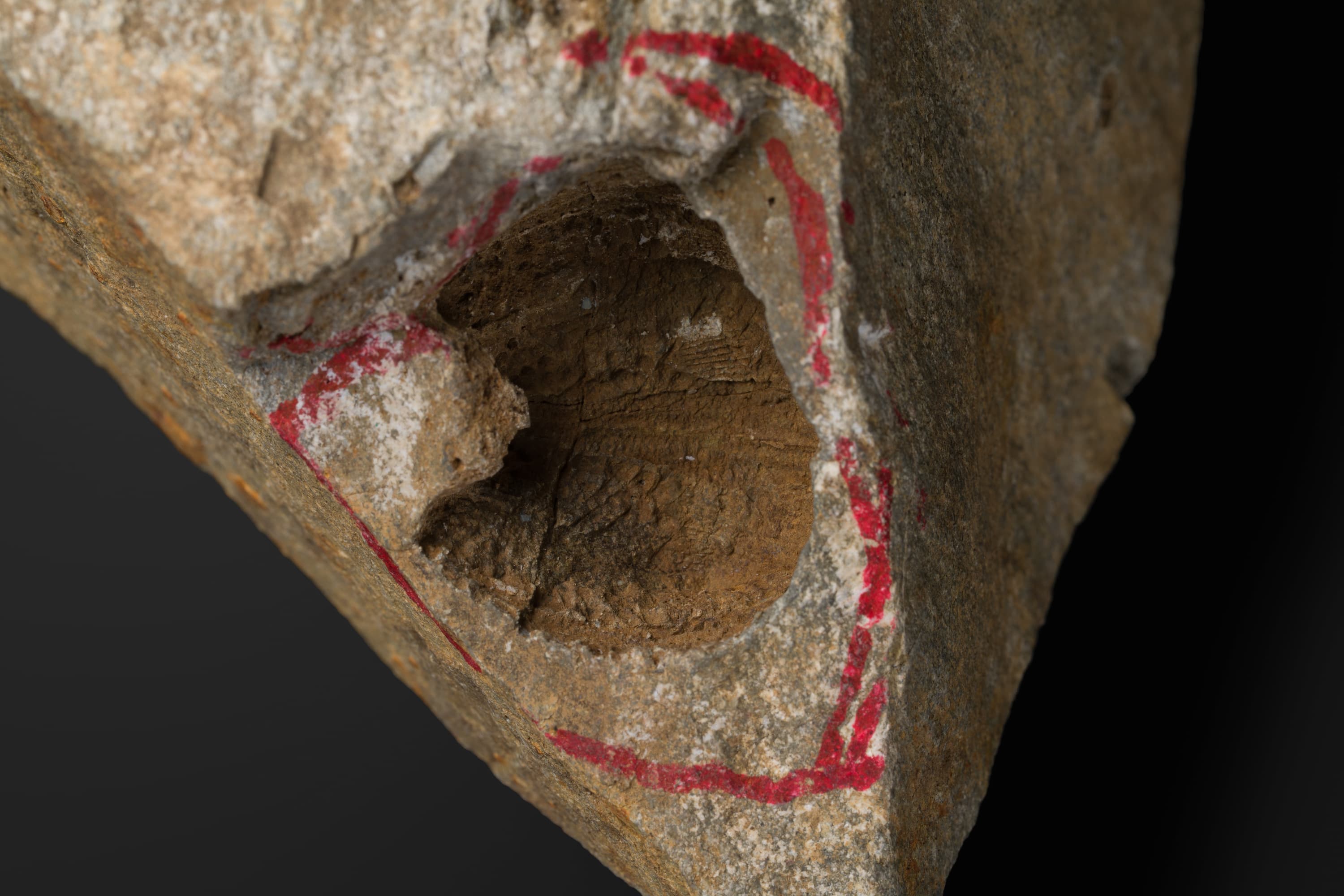 棘皮動物　ウミツボミ類2