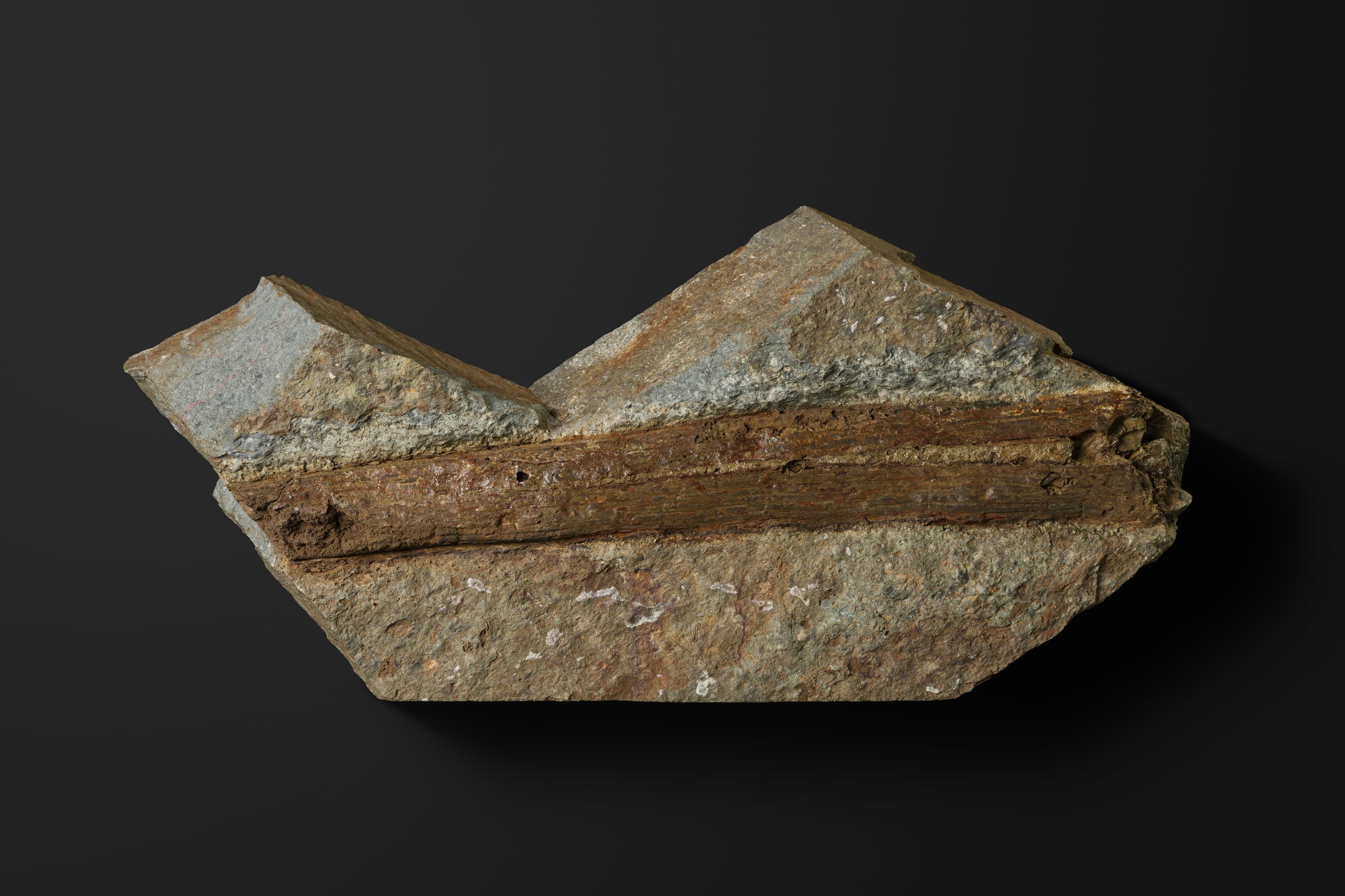 植物 アーケオカラミテス スクロビキュレイタス1