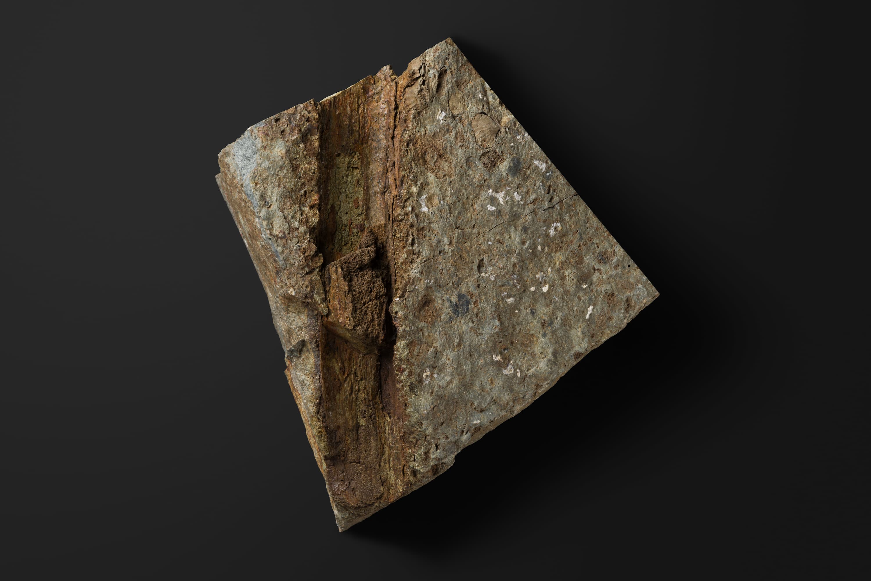 植物 アーケオカラミテス スクロビキュレイタス2