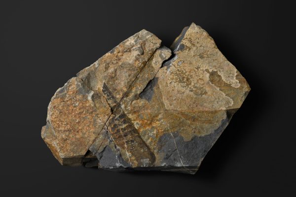 頭足類 直角石型オウムガイ画像