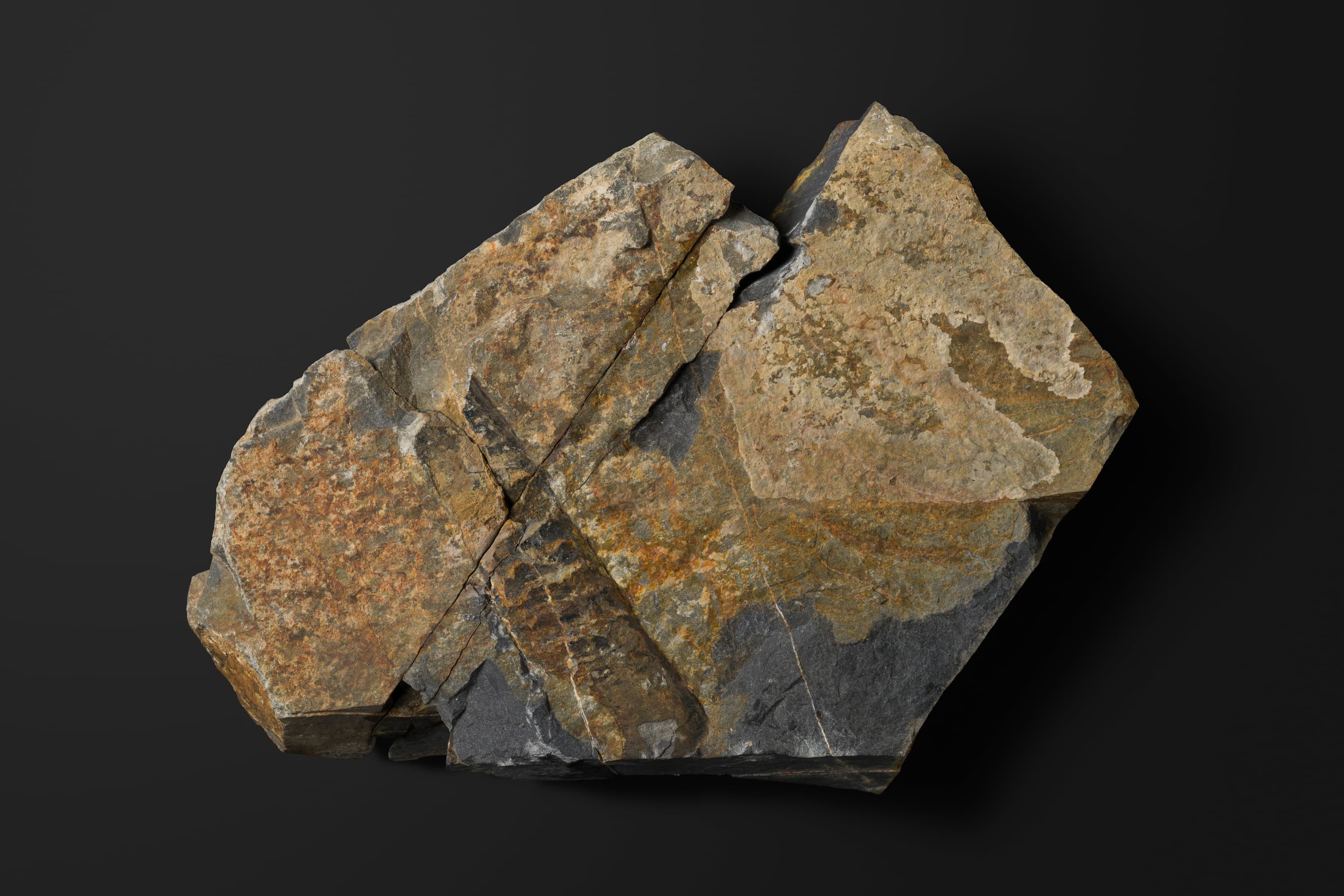 頭足類 直角石型オウムガイ1