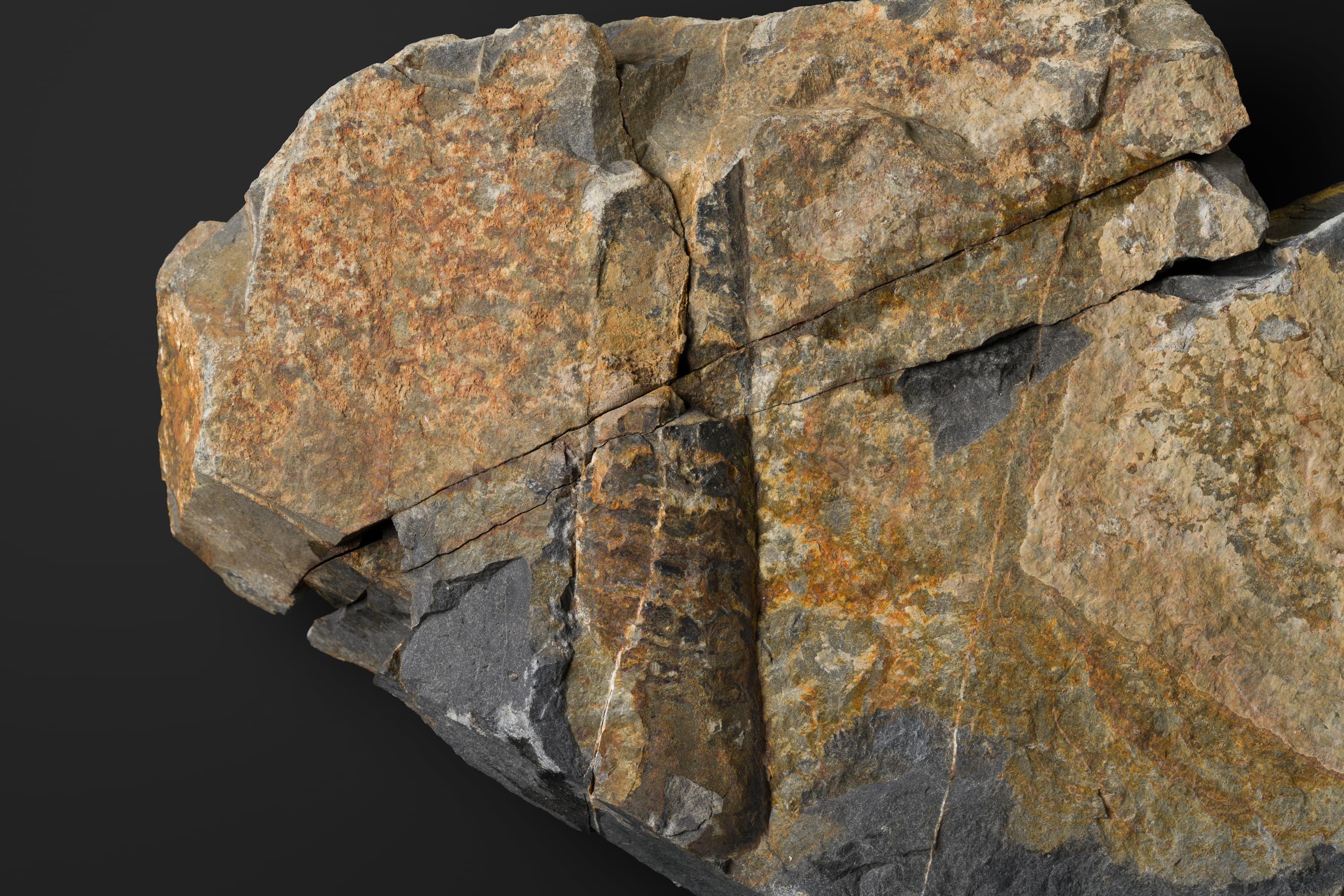 頭足類 直角石型オウムガイ2