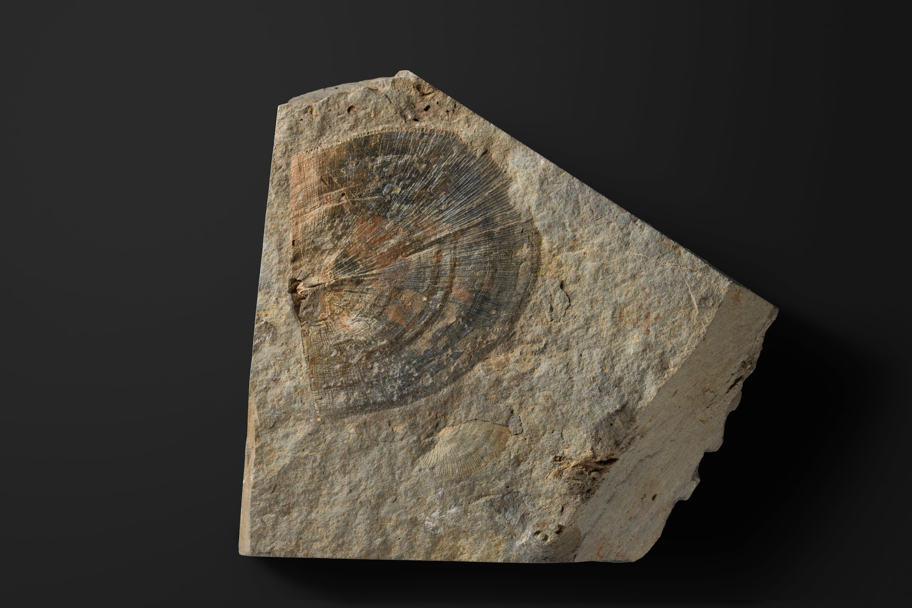 腕足動物 オルソテテス1