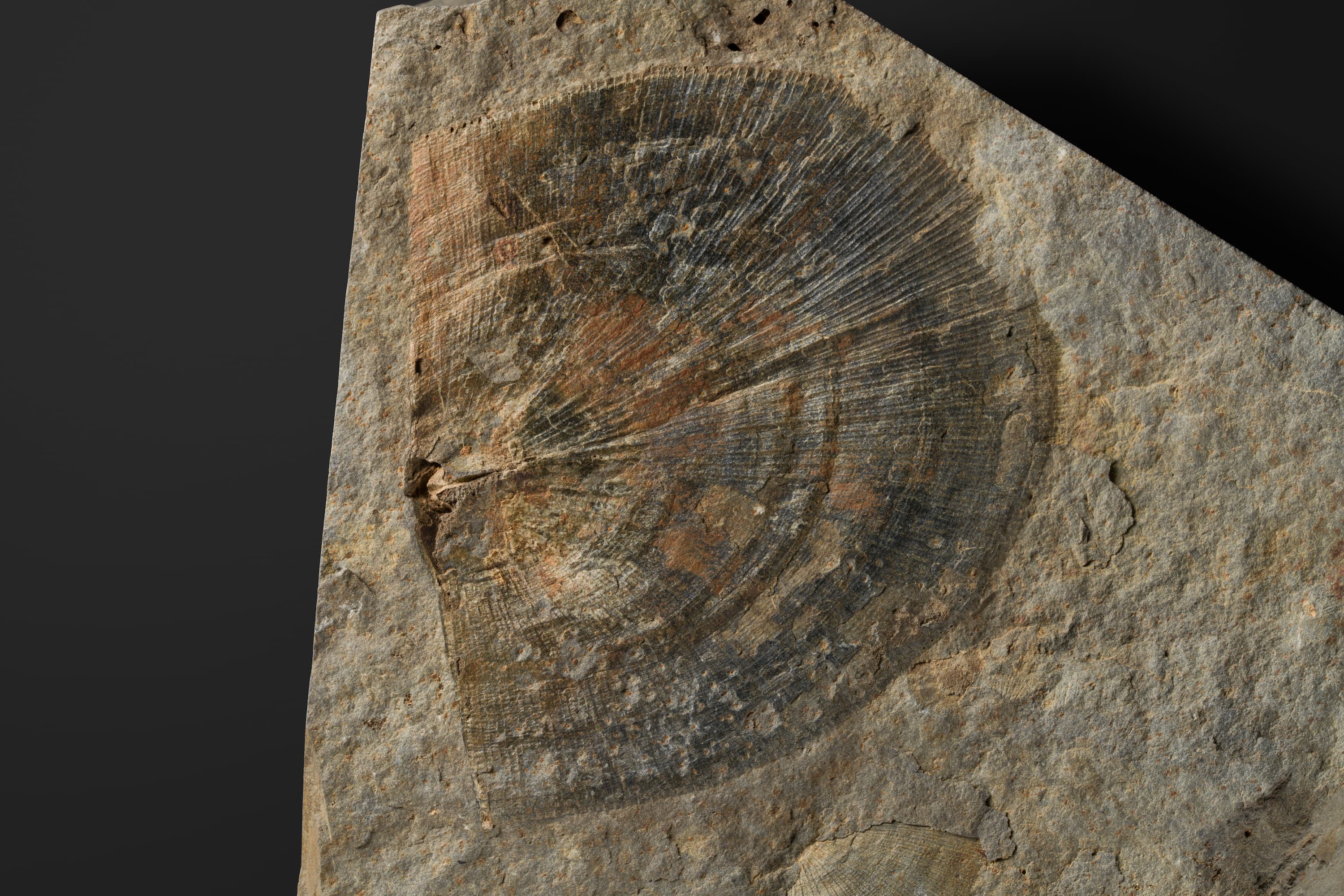 腕足動物 オルソテテス2