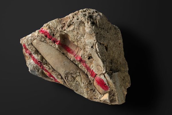 頭足類 直角石型オウムガイ画像