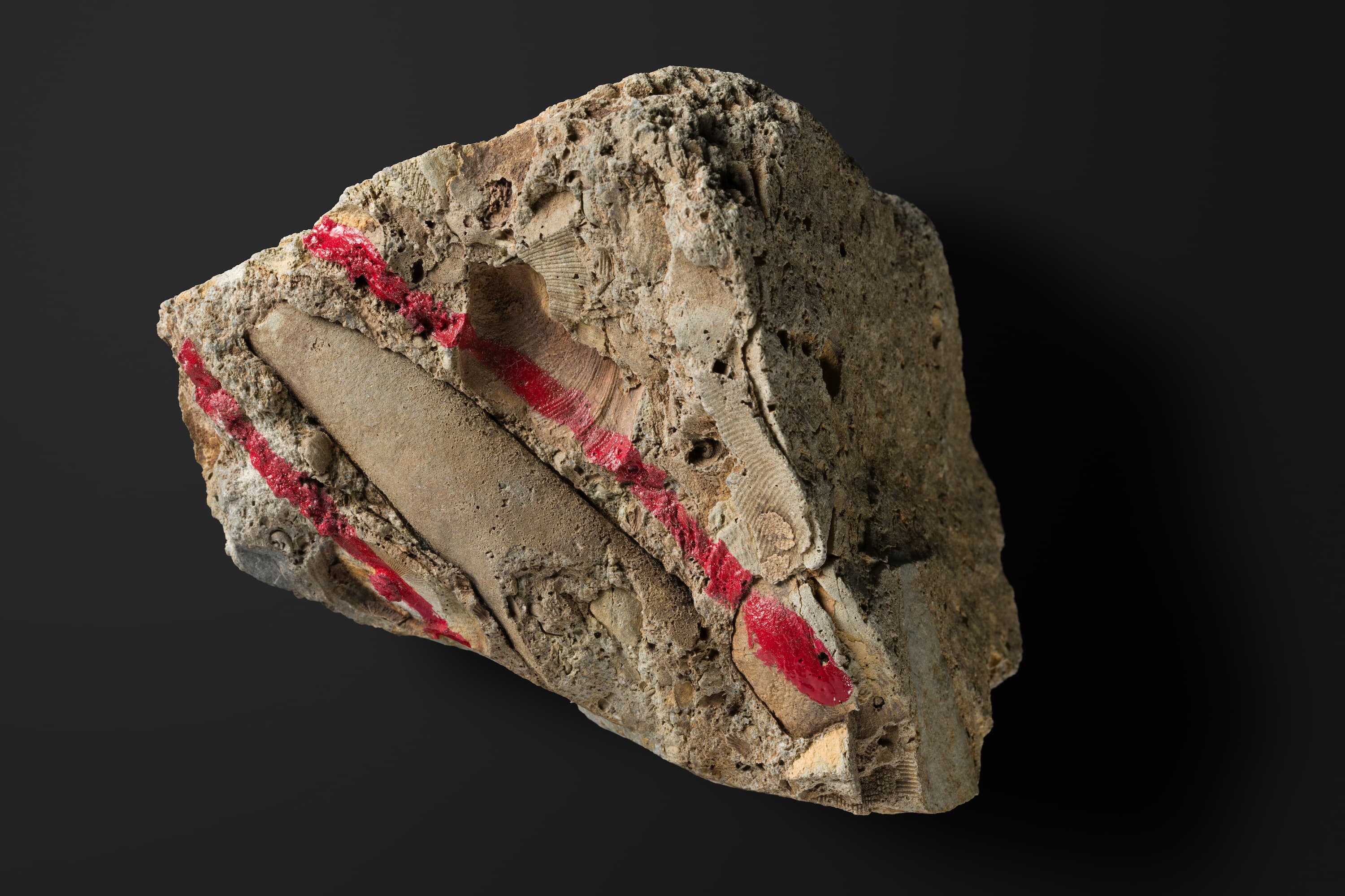 頭足類 直角石型オウムガイ1