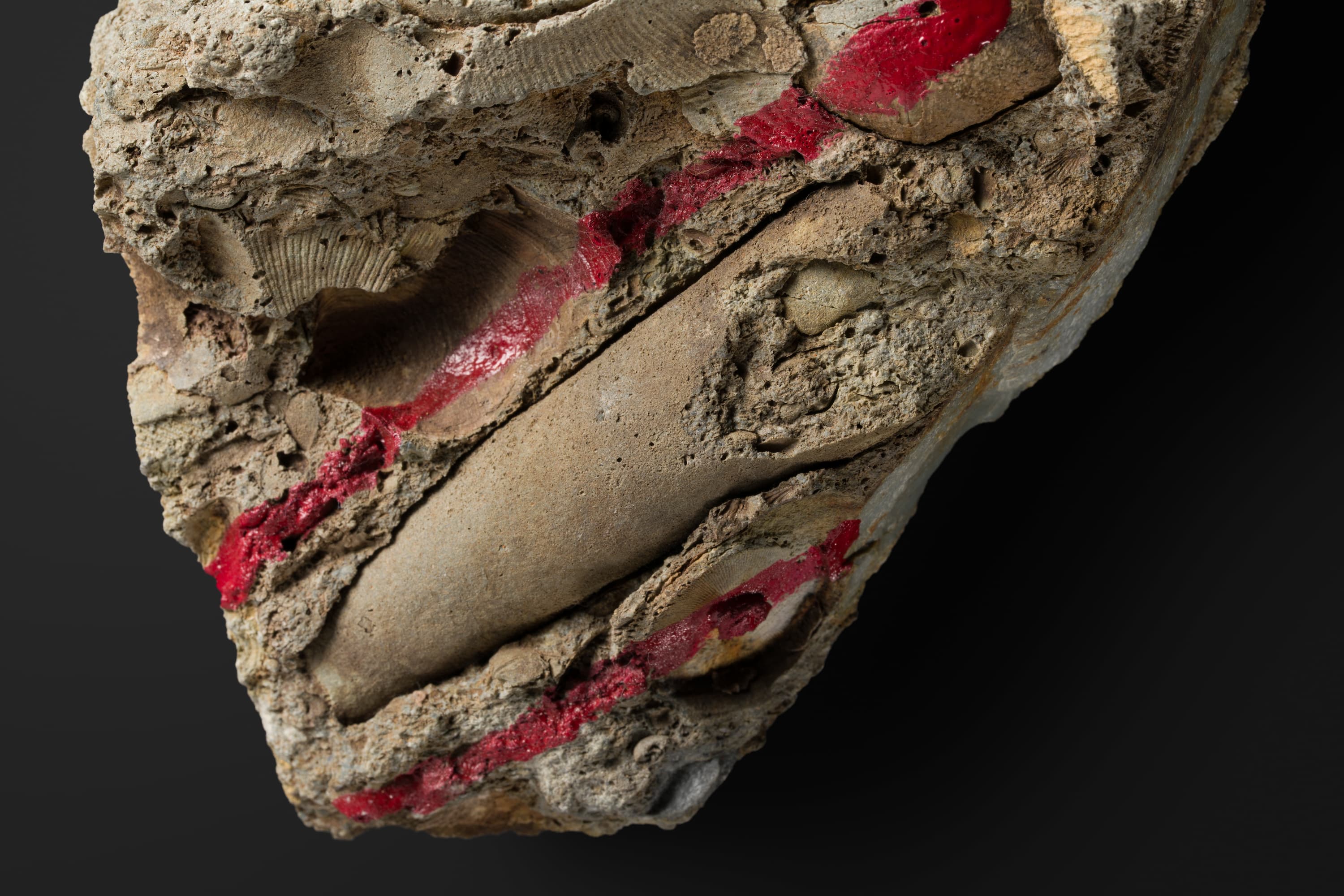 頭足類 直角石型オウムガイ2