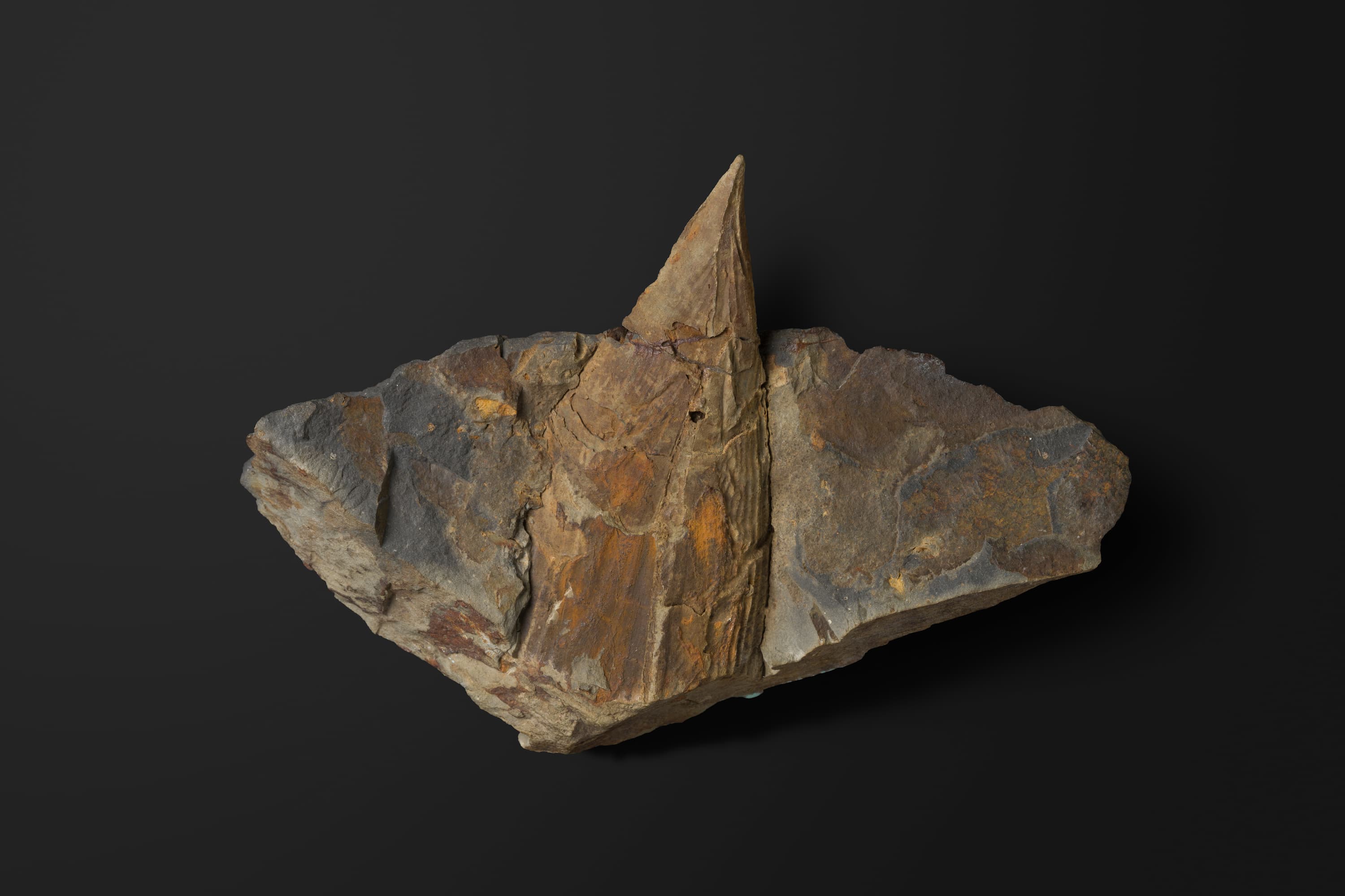 二枚貝 ピナ（ハボウキガイ？）1