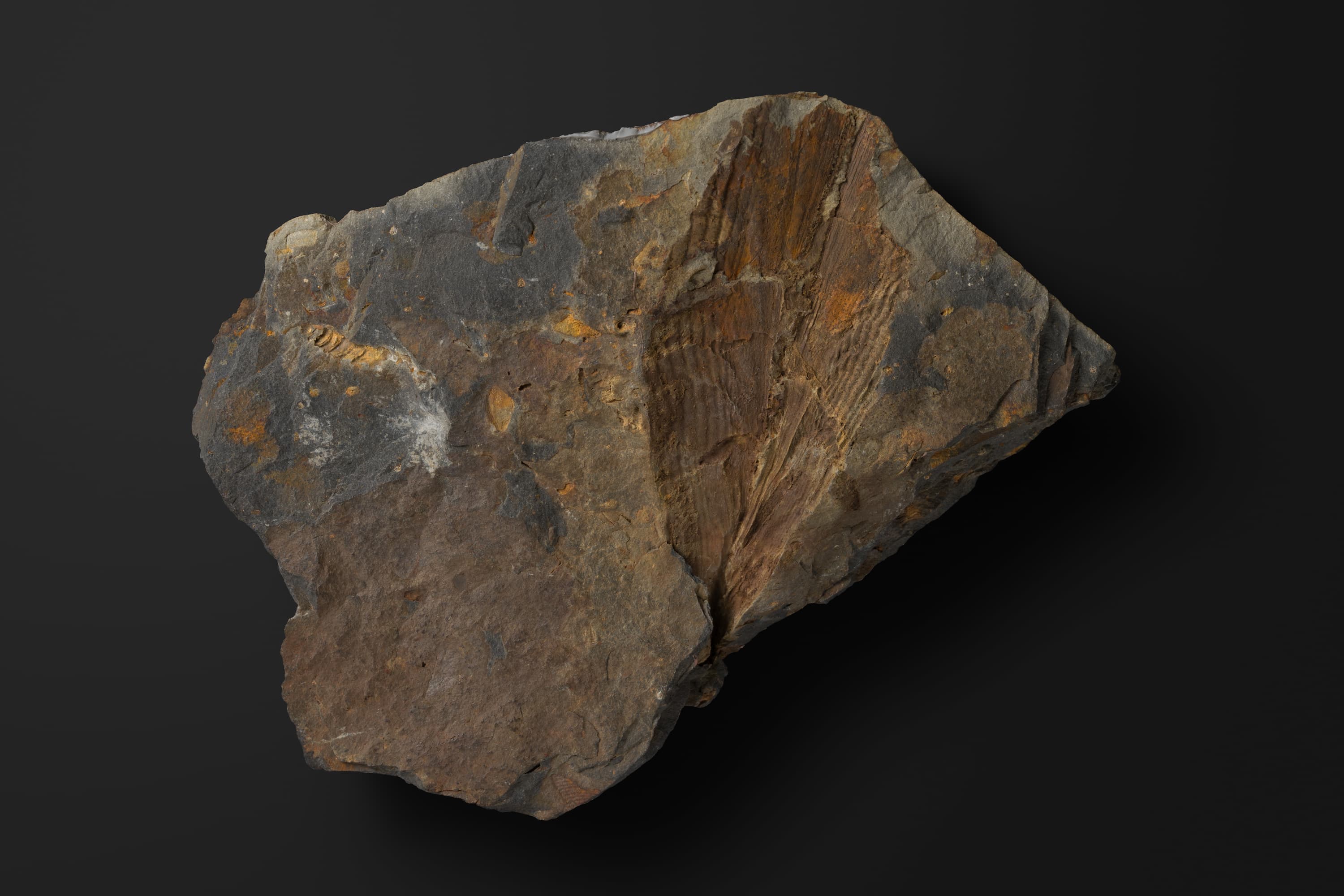 二枚貝 ピナ（ハボウキガイ？）2