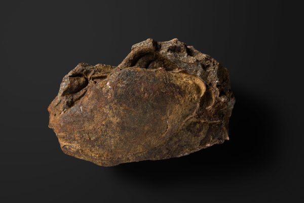 二枚貝 イソシプリナ（マルスダレガイ）画像